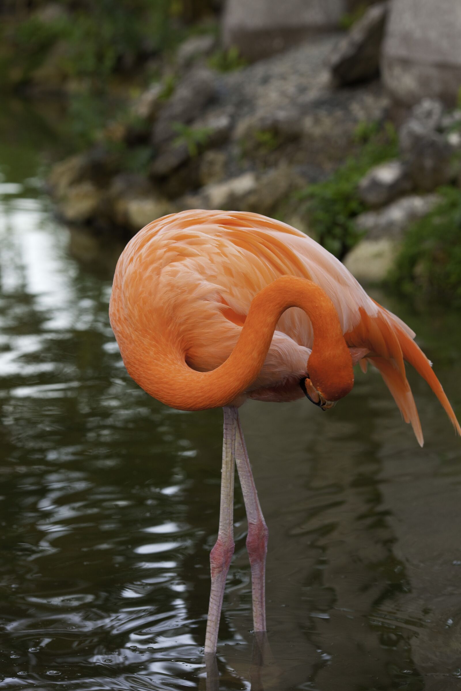 Canon EOS 5D Mark II sample photo. Flamingo, pink, bird photography