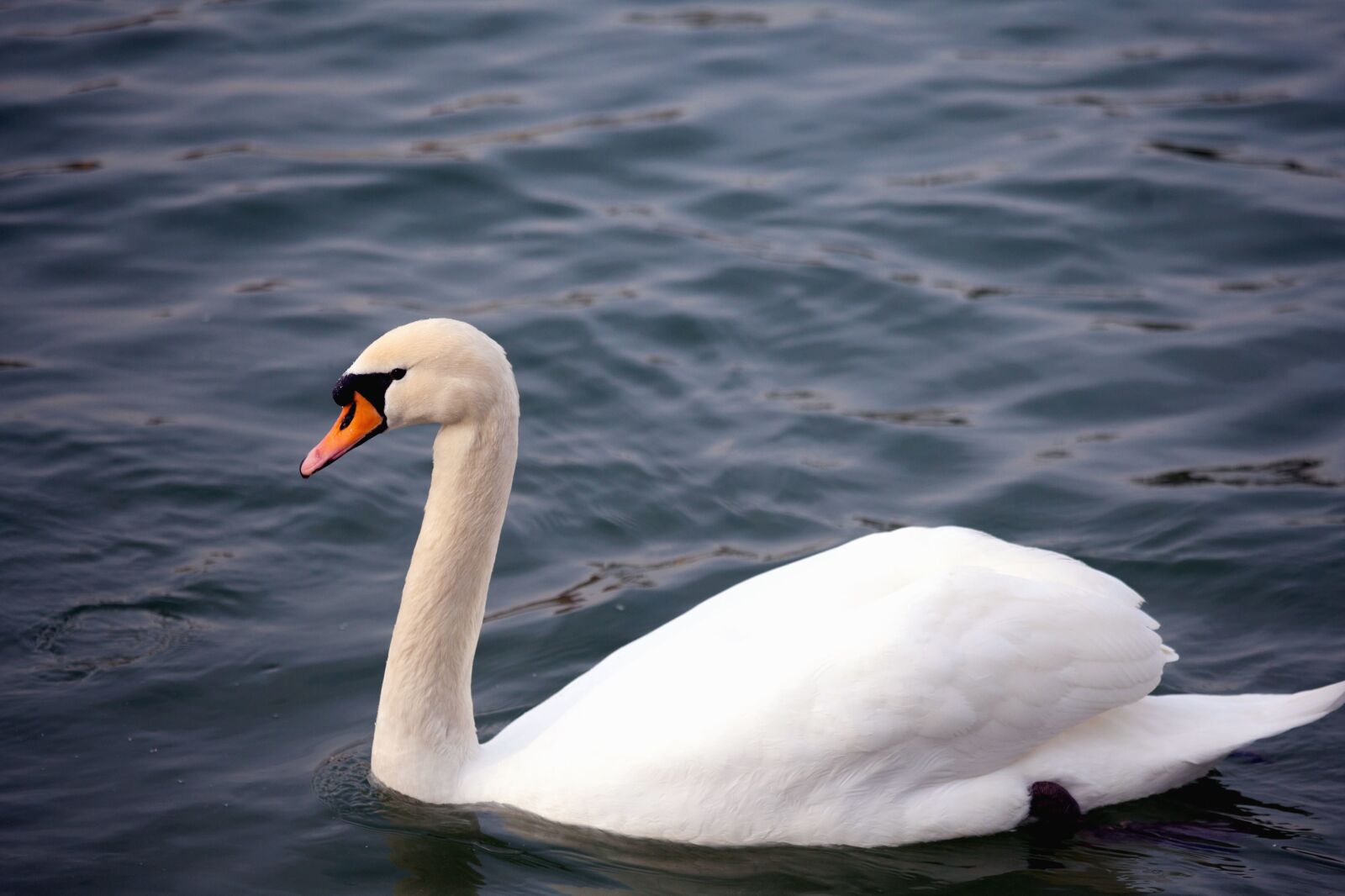 Canon EF 70-200mm F4L IS USM sample photo. Swan, bird, feathers, water photography