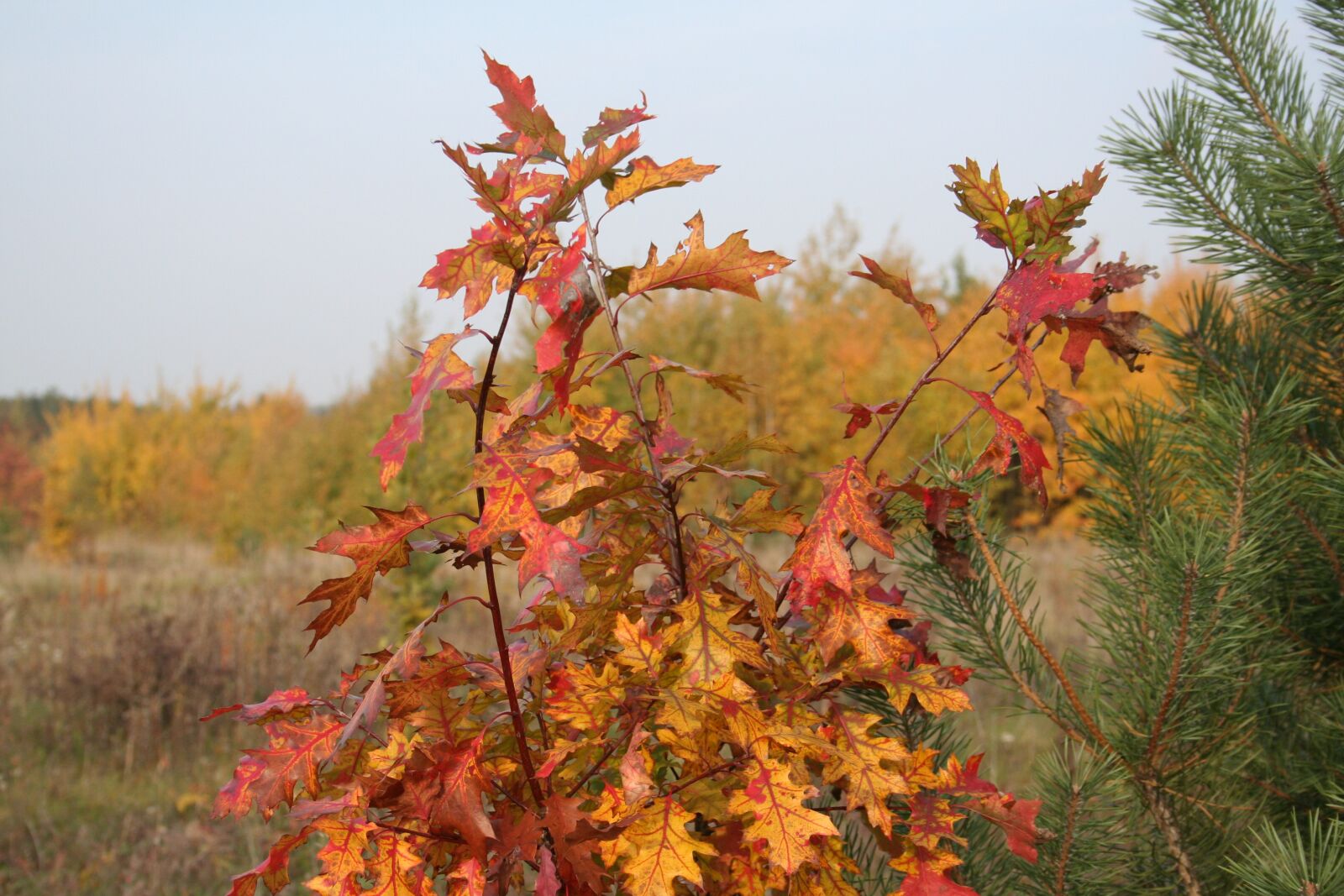 Canon EOS 350D (EOS Digital Rebel XT / EOS Kiss Digital N) sample photo. Foliage, autumn, forest photography