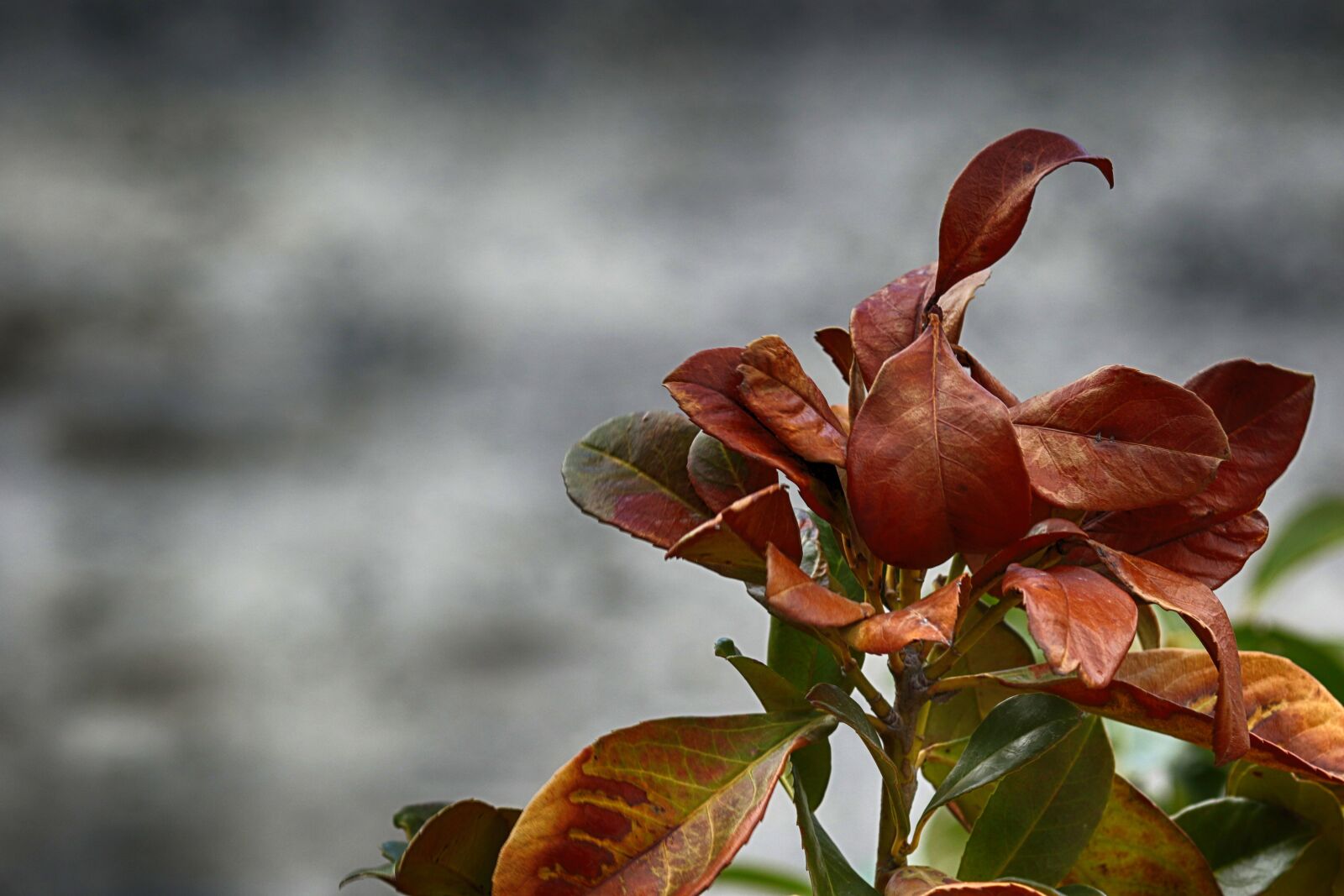 Canon EOS 7D Mark II + Canon EF 135mm F2L USM sample photo. Leaf, nature, outdoors photography