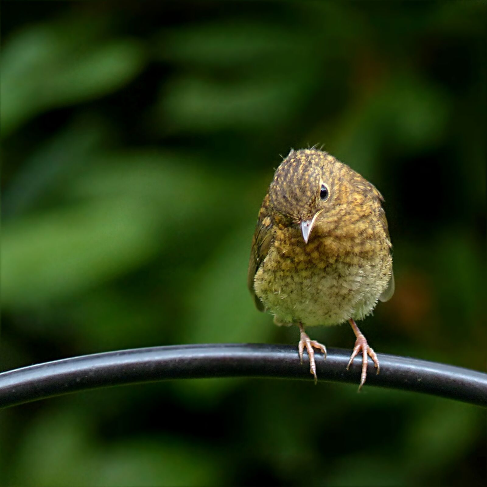 Panasonic Lumix DMC-FZ200 sample photo. Animal, bird, robin photography