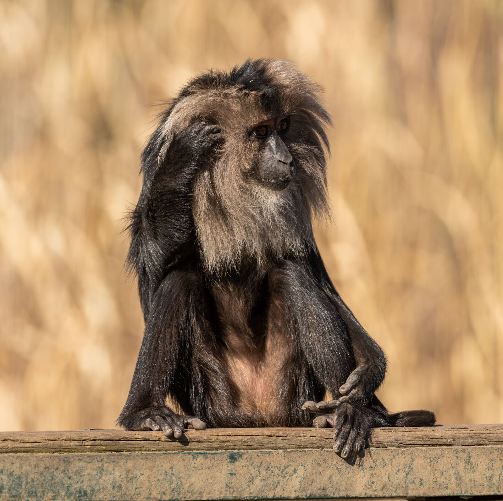 Nikon D850 sample photo. Macaque, monkey, primate photography
