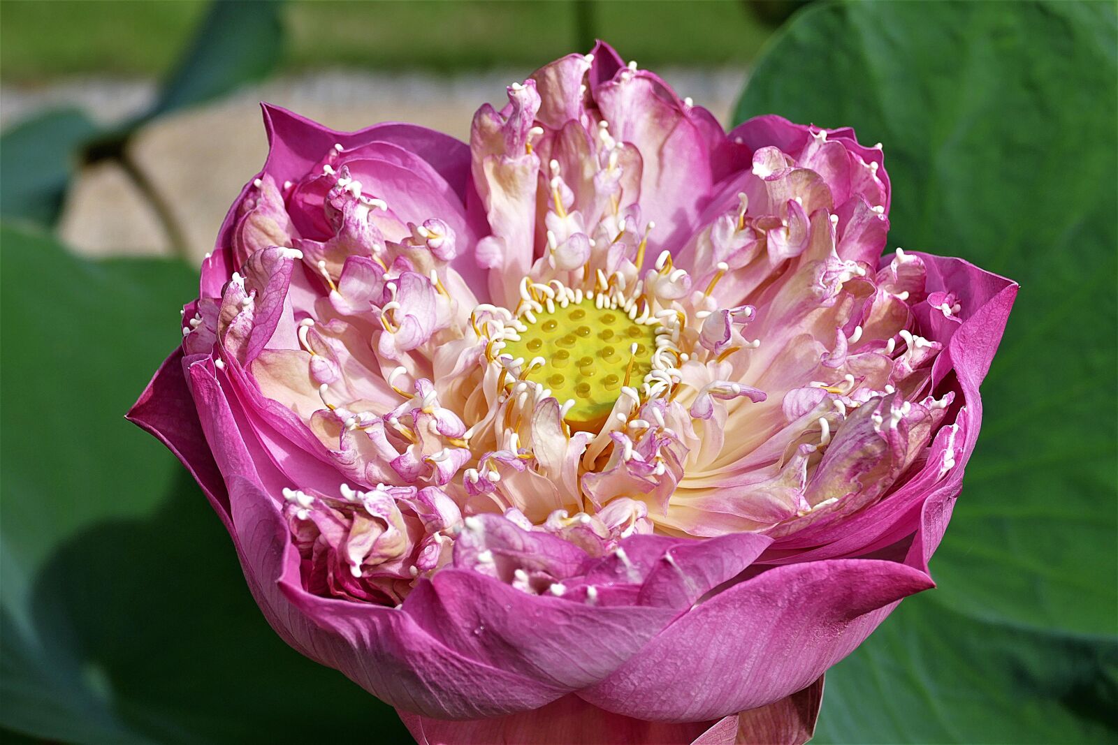 Panasonic Lumix DMC-FZ1000 sample photo. Flower, lotus, blossom photography