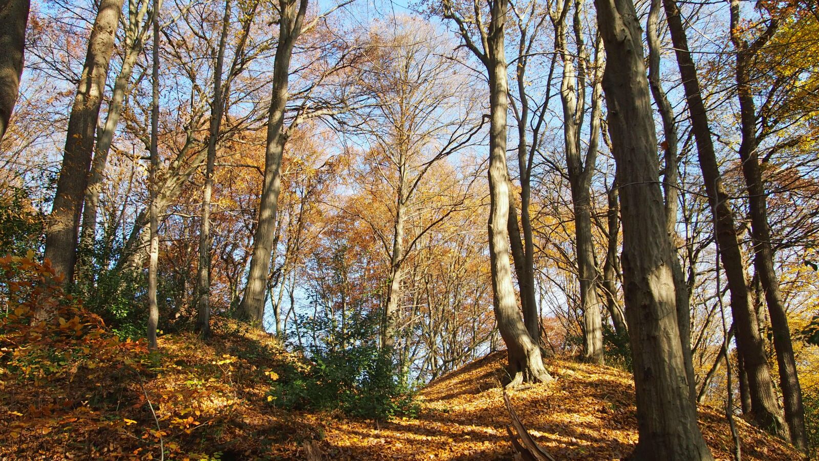Olympus PEN E-PL3 sample photo. Forest, autumn, shadow photography