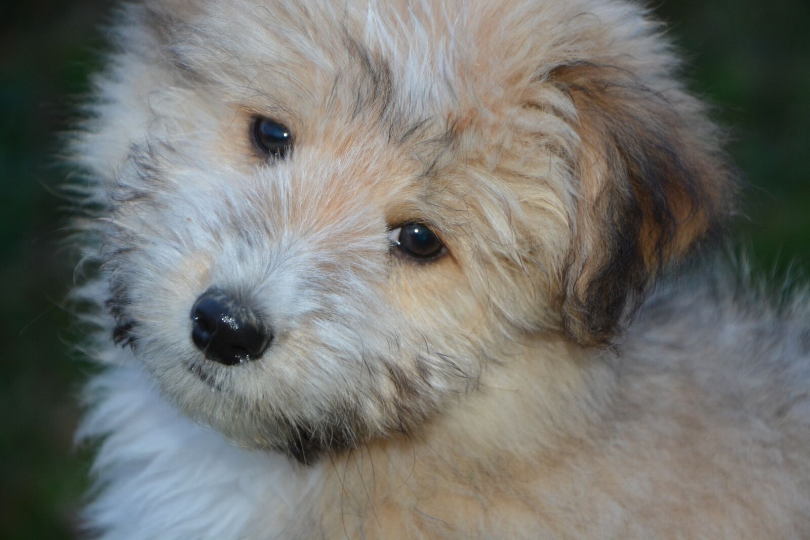 Nikon D5200 sample photo. Dog, puppy, dog portrait photography