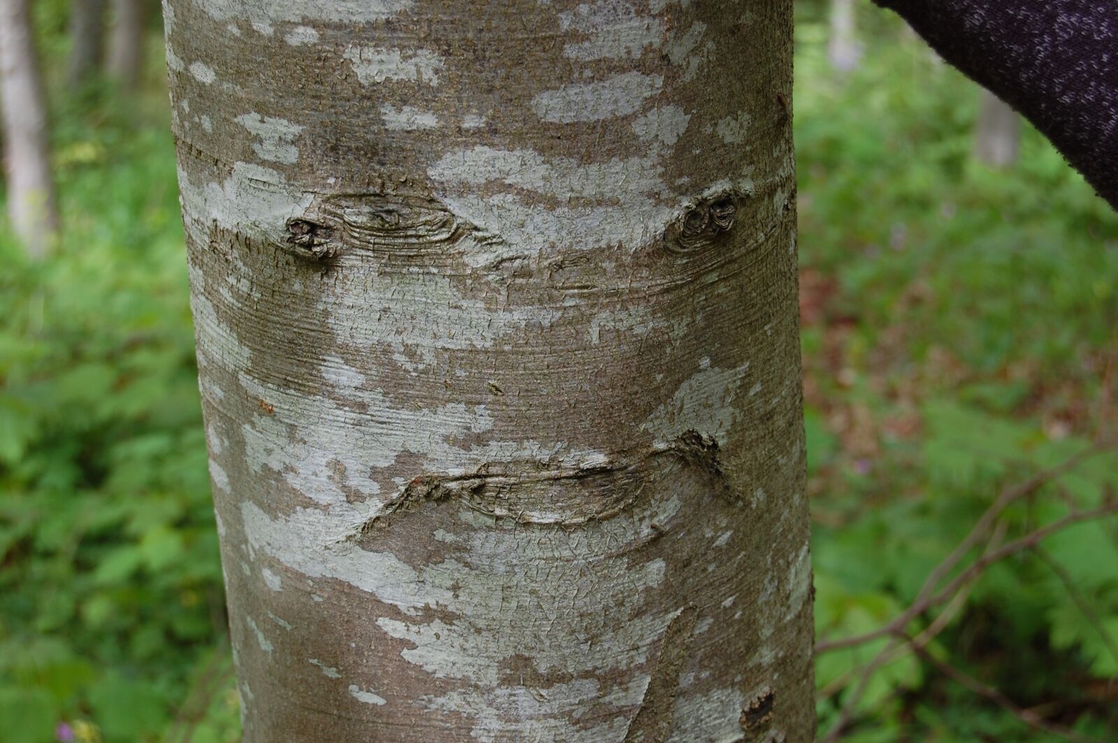 Nikon D40 sample photo. Tree, strange, nature photography