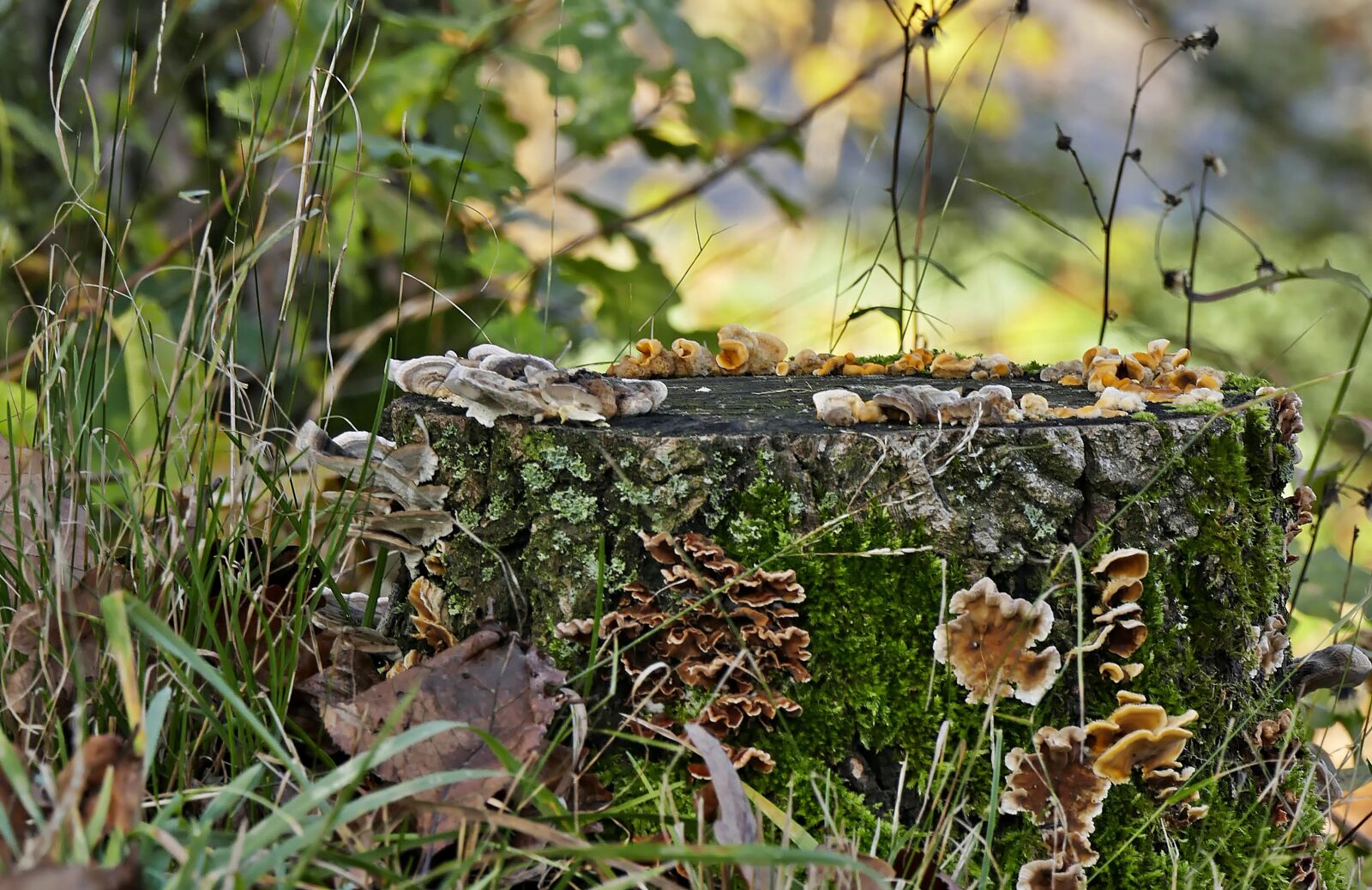 Panasonic Lumix DMC-FZ1000 sample photo. Tree stump, mushrooms, forest photography