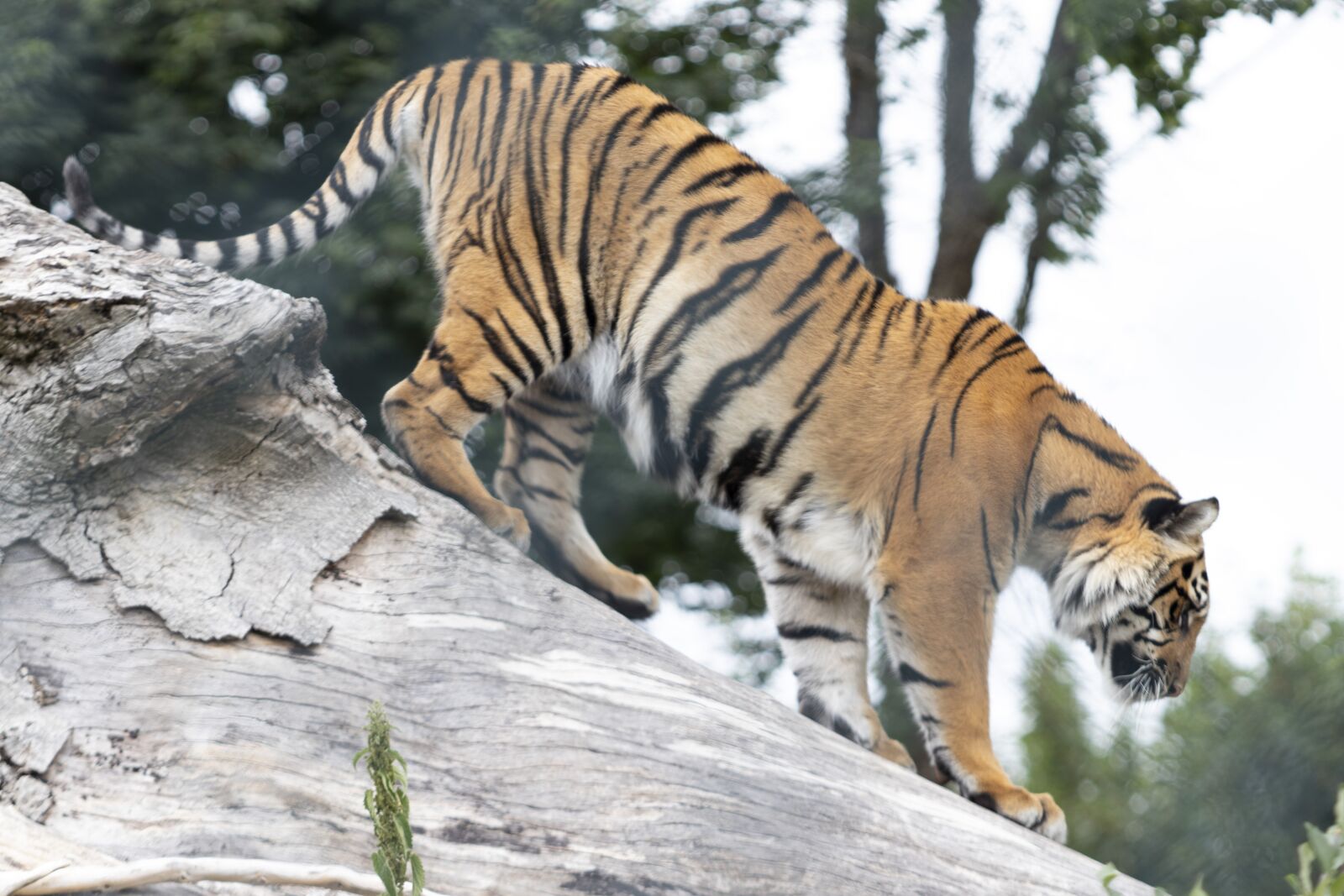 Canon EOS 77D (EOS 9000D / EOS 770D) sample photo. Tiger, ireland zoo, wildlife photography