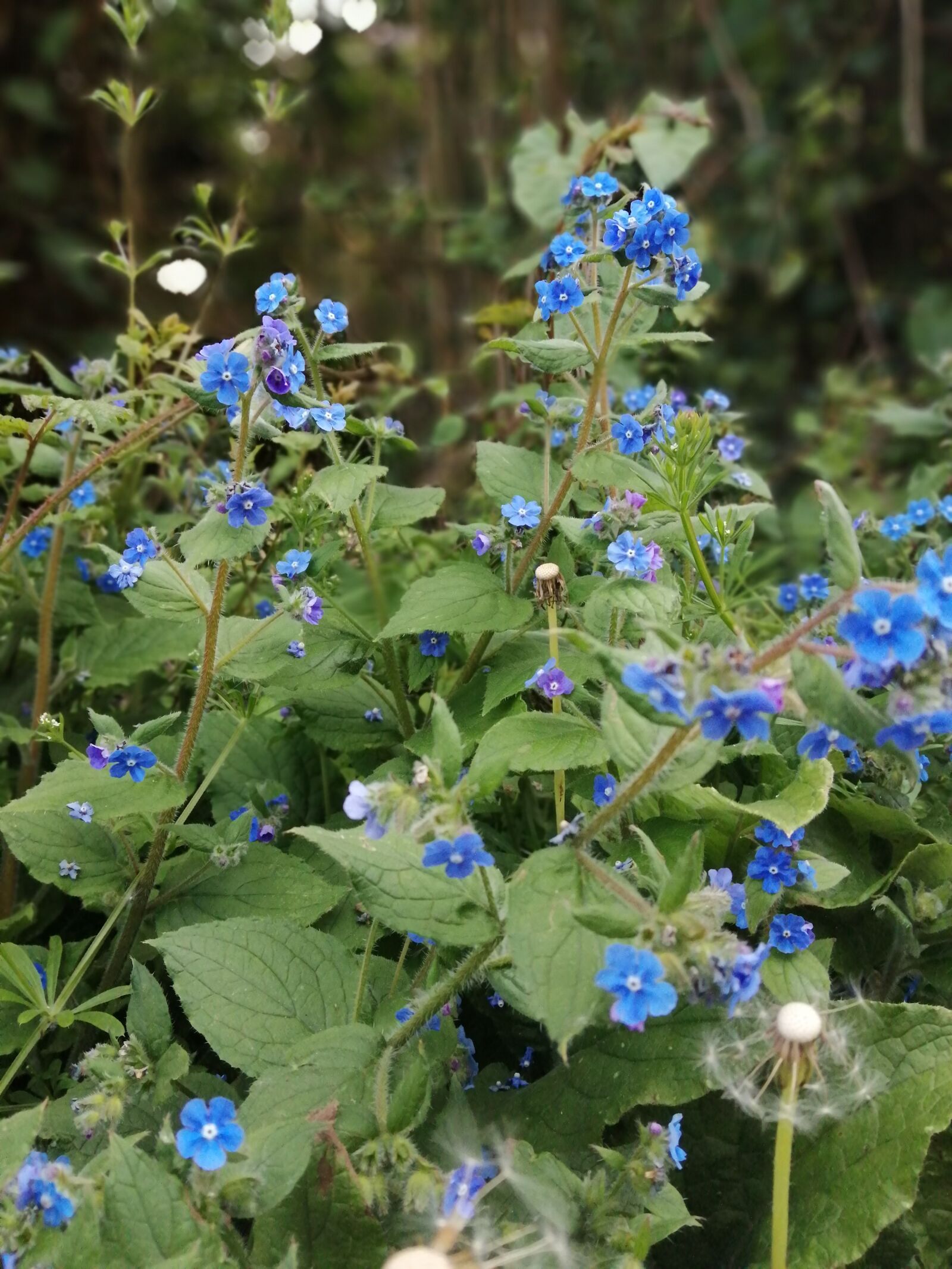 HUAWEI Honor 10 Lite sample photo. Green, blue, flowers photography