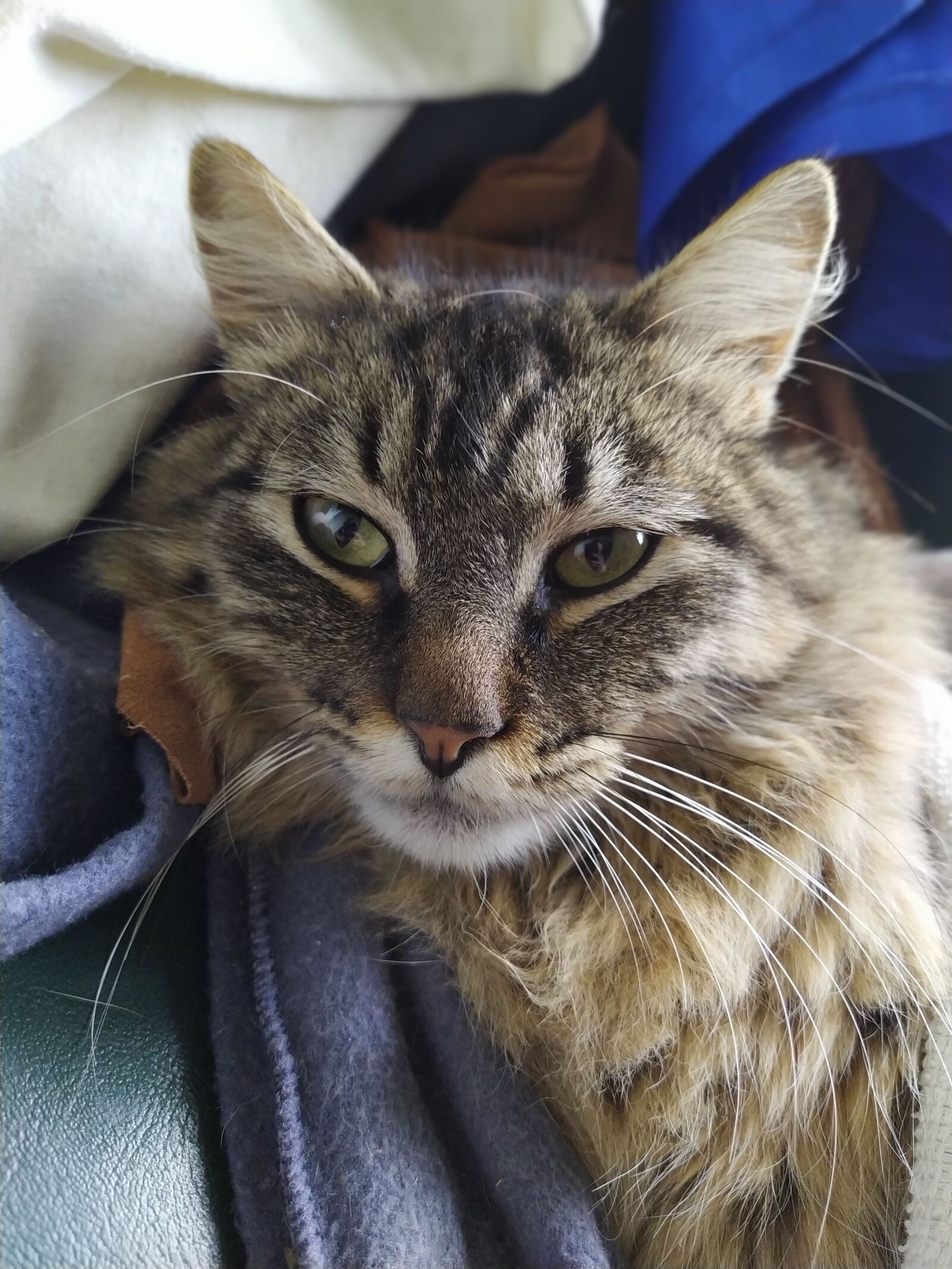 Xiaomi Redmi Note 7 sample photo. Cat, look photography