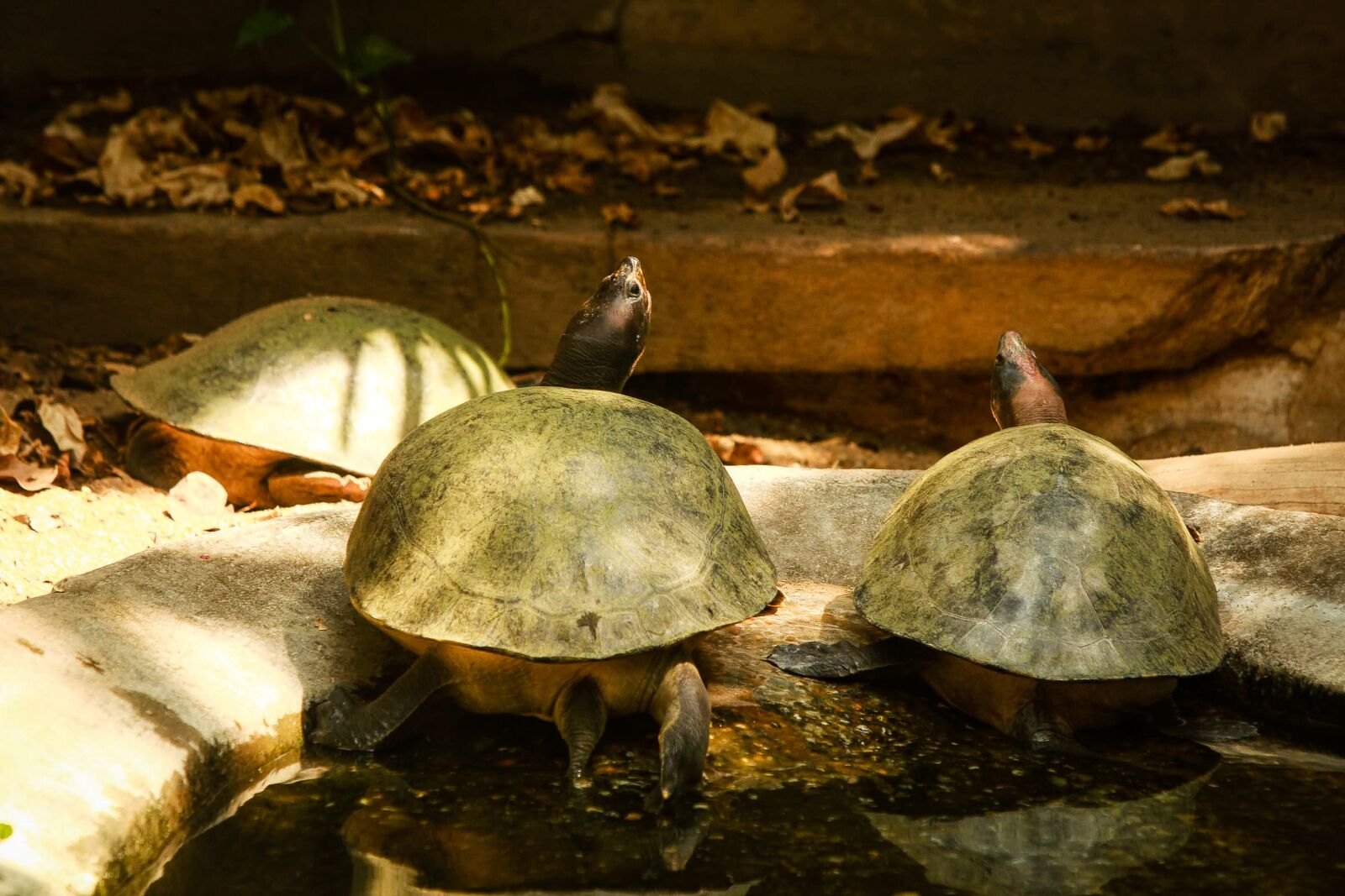Canon EOS 30D sample photo. Turtle, sun, vacation photography