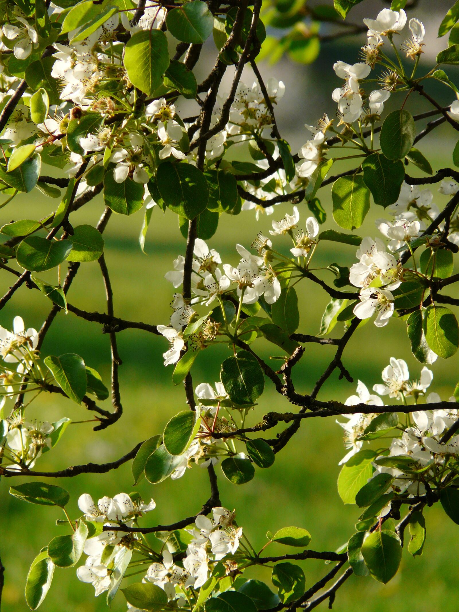 Panasonic DMC-FZ18 sample photo. Flowers, white, pear photography