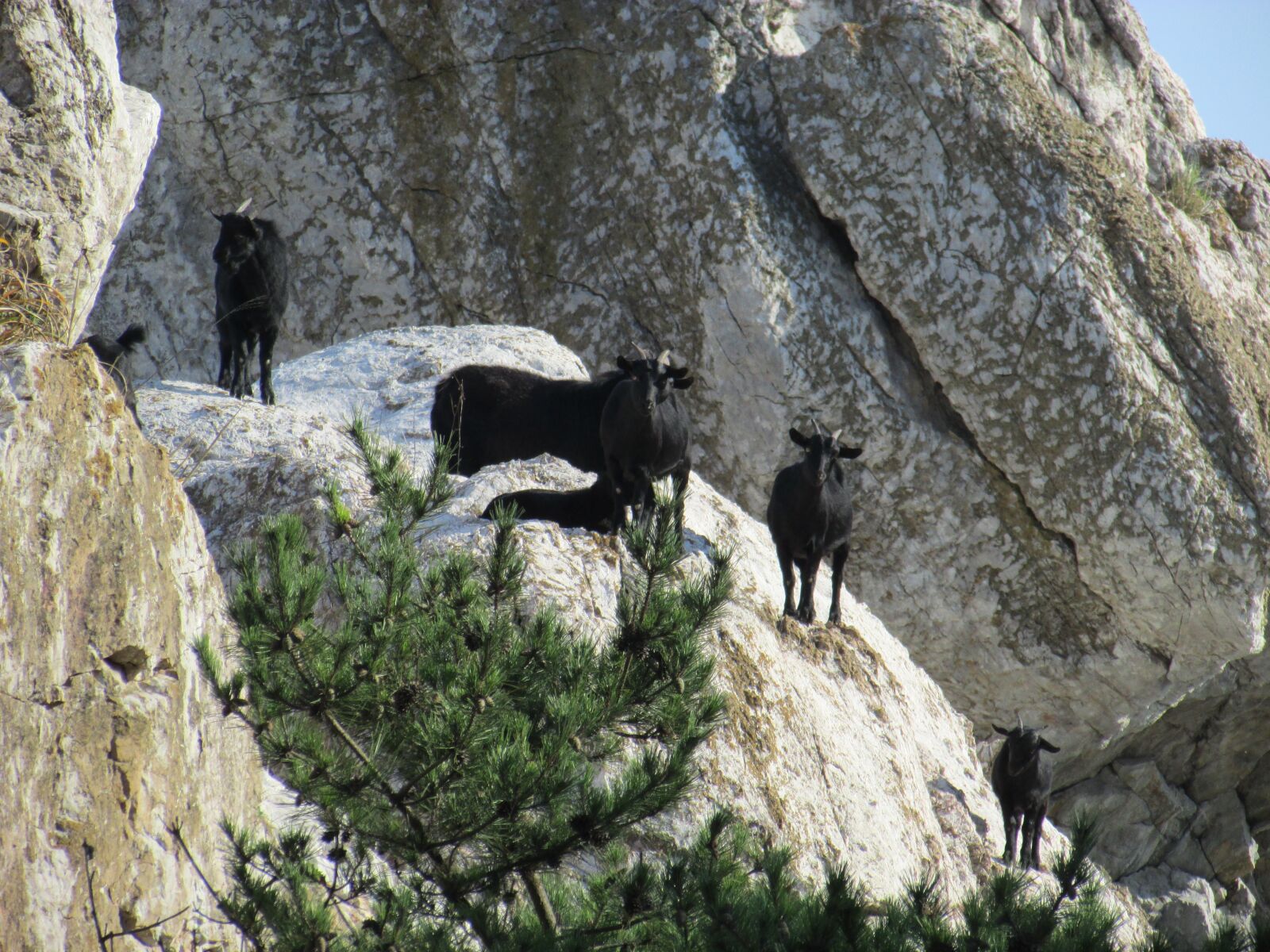 Canon PowerShot SX500 IS sample photo. Goat, black goat, rock photography