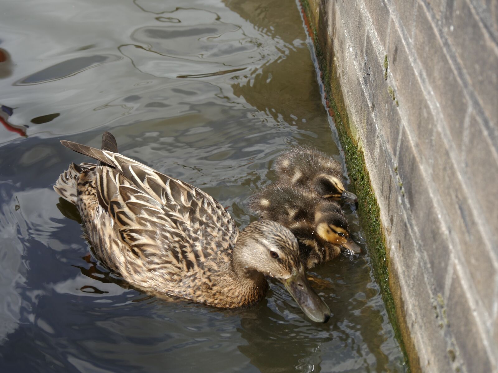Panasonic Lumix DMC-GH4 sample photo. Ducks, mother, young photography