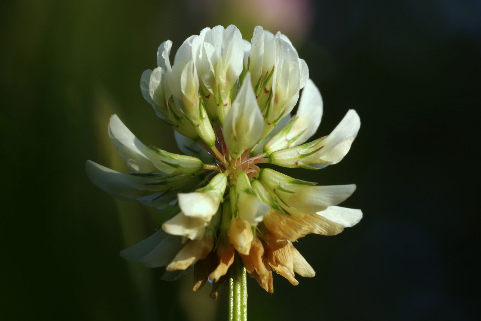 Pentax K-S2 sample photo. Clover, white, łąkowa photography