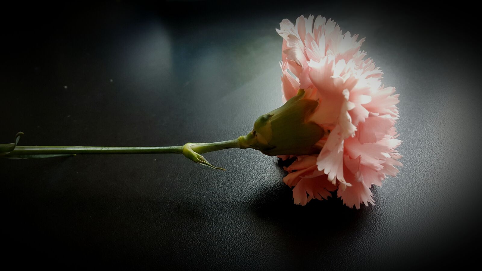 Samsung Galaxy S6 sample photo. Flower, love, beautiful photography