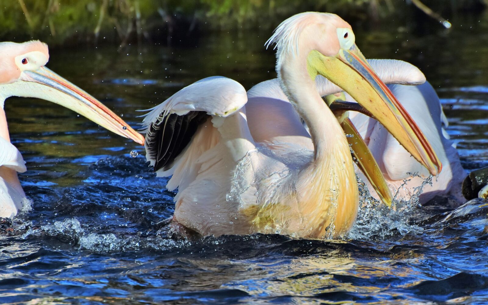 Nikon D7200 sample photo. Pelikan, water bird, pink photography