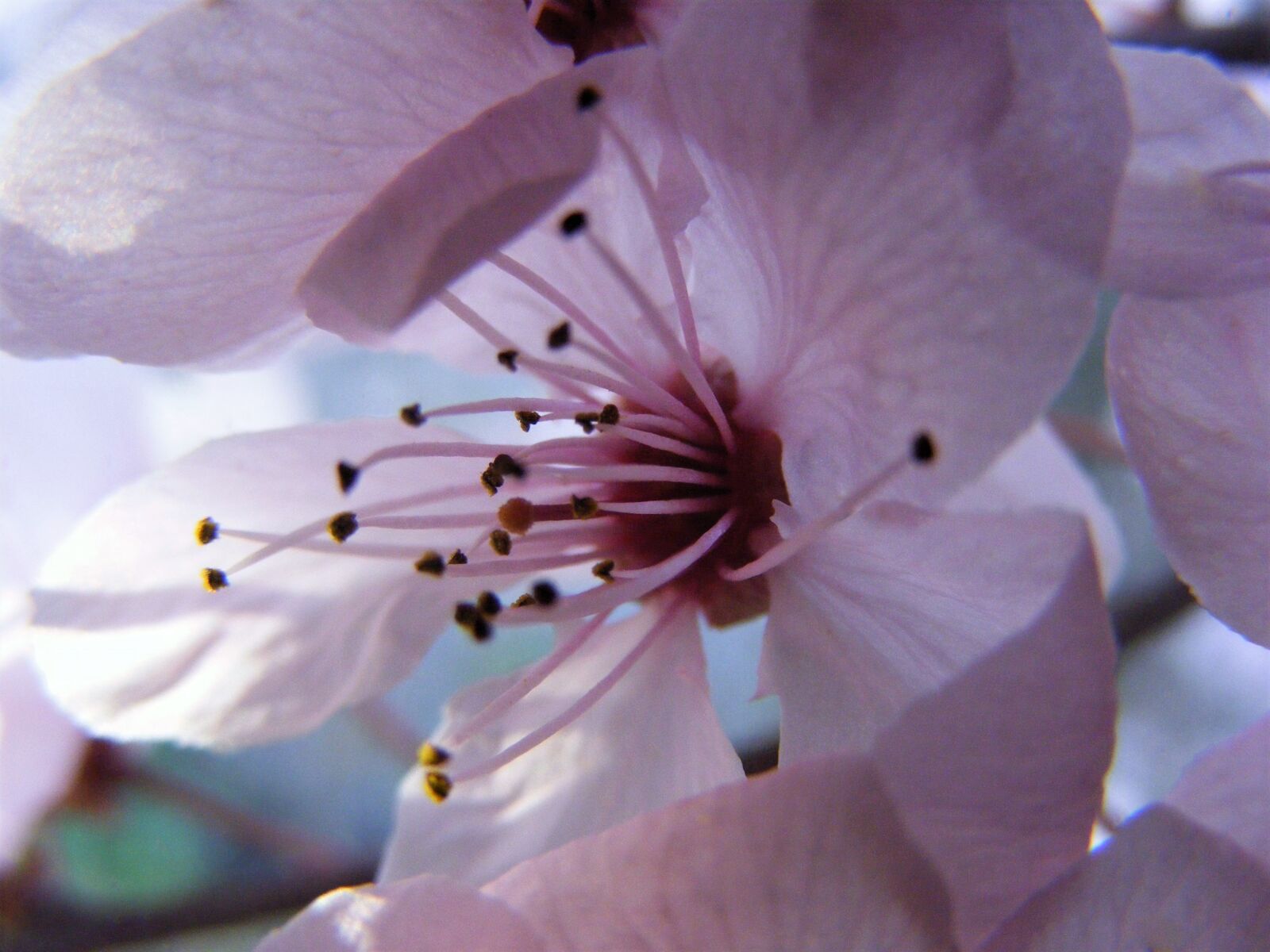 Fujifilm FinePix S5800 S800 sample photo. Spring cherry blossom, blush photography