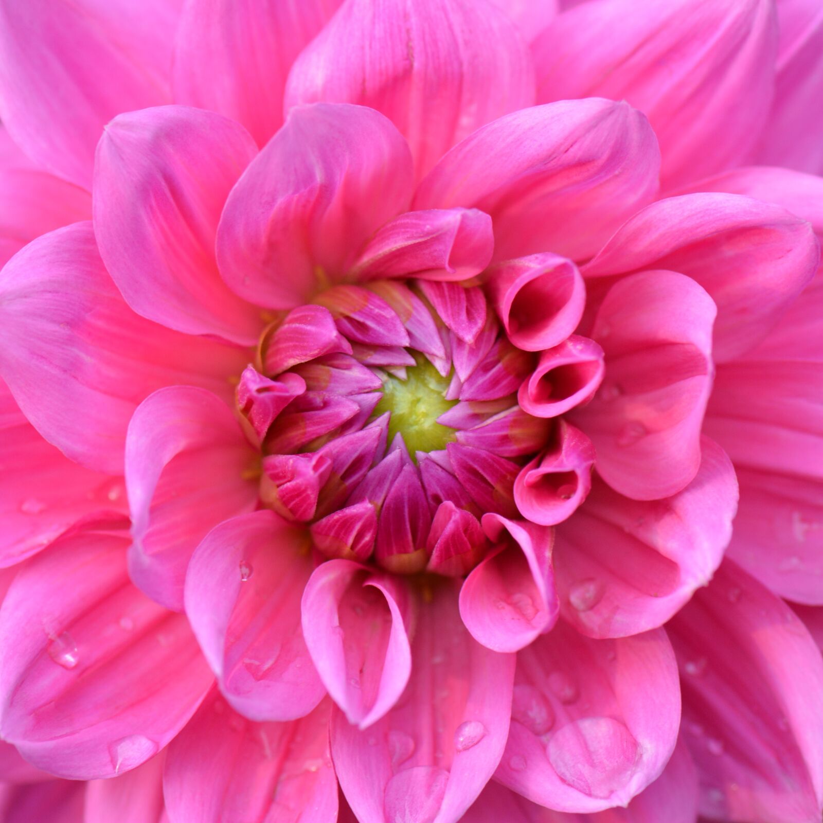 Nikon D5200 sample photo. Flower, nature, dahlia photography