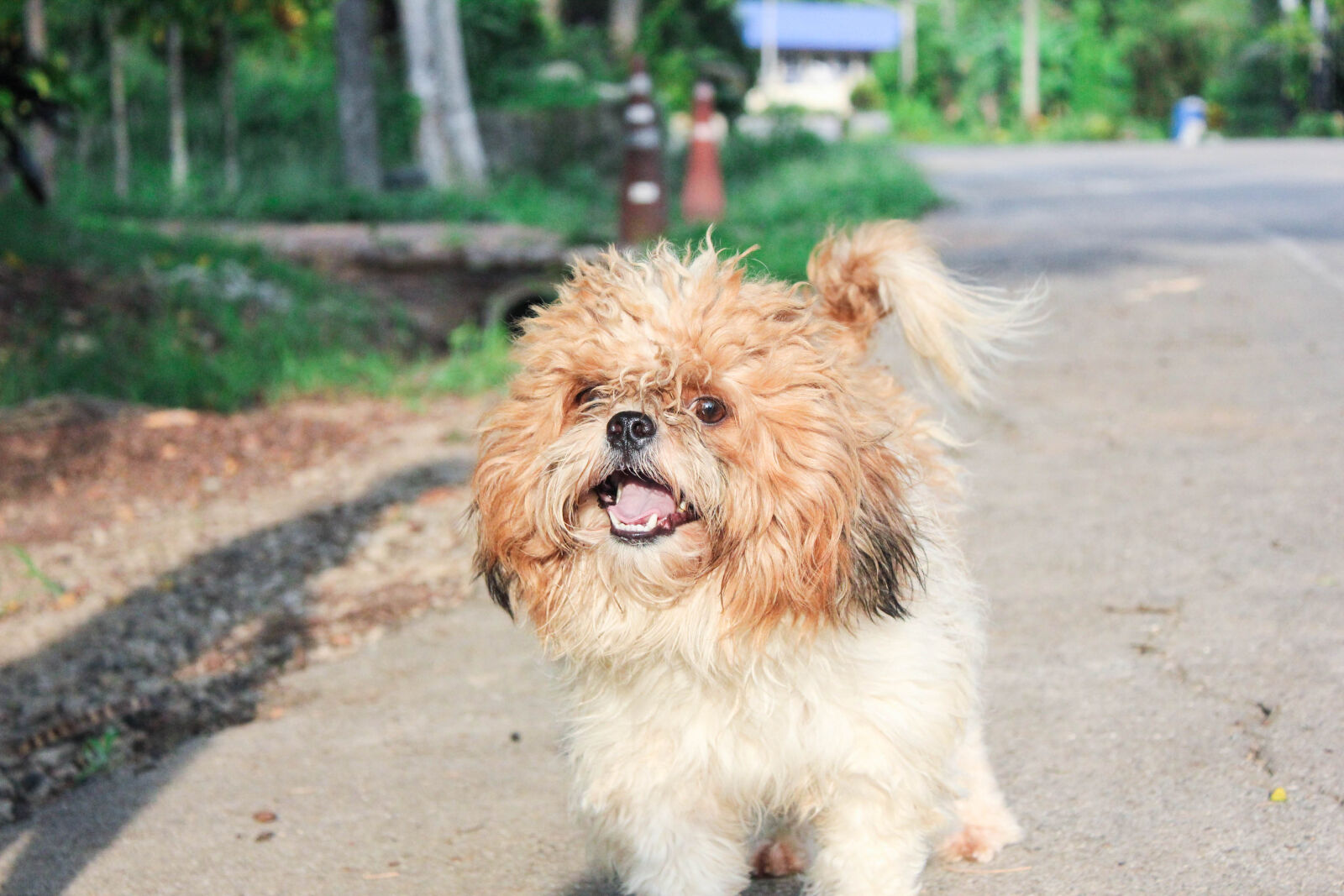 Canon EF-S 18-55mm F3.5-5.6 IS sample photo. Dog, green photography