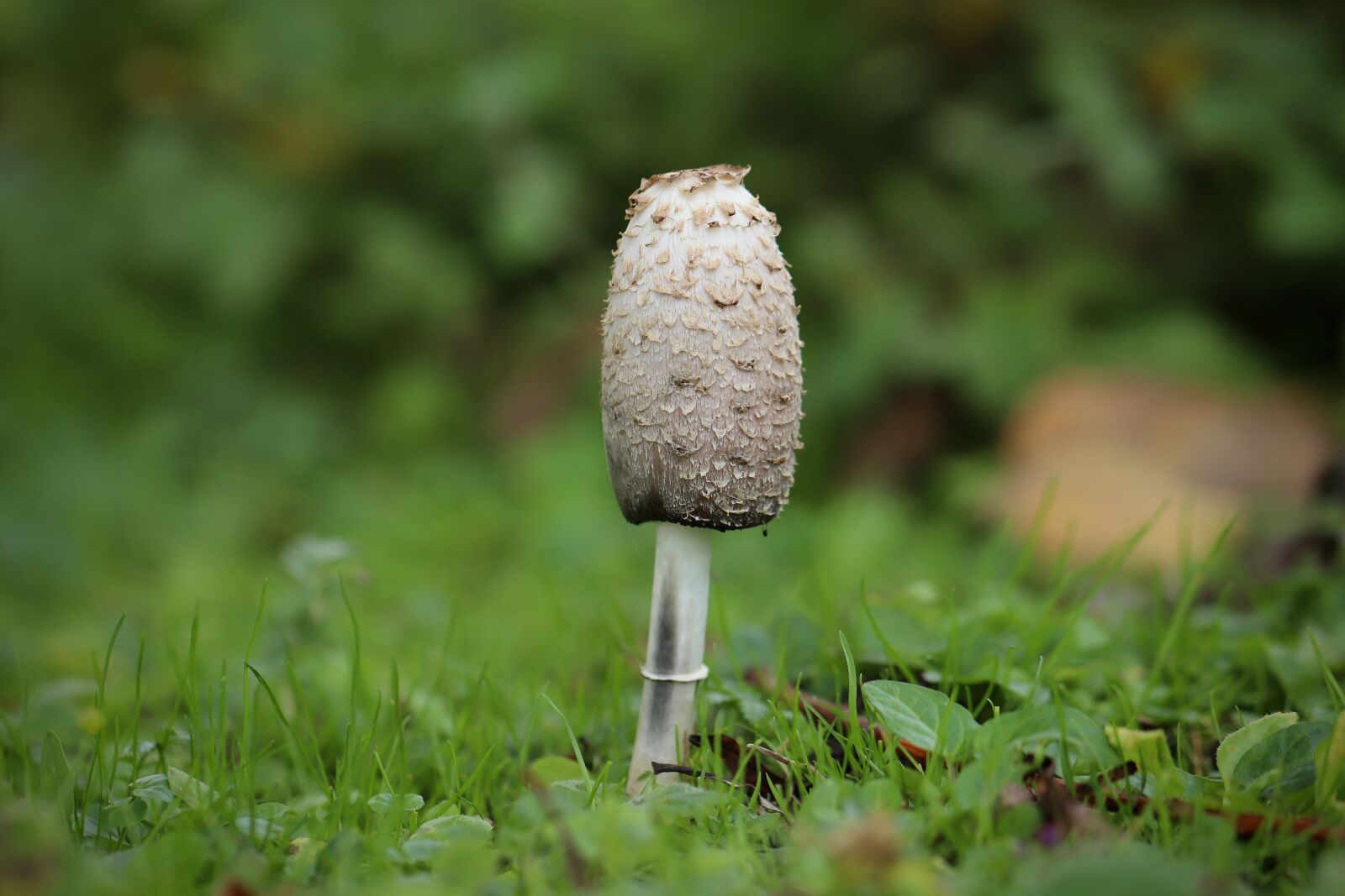 Canon EOS 800D (EOS Rebel T7i / EOS Kiss X9i) sample photo. Comatus, mushroom, mushrooms photography