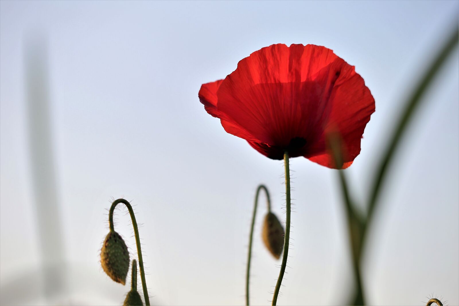 Canon EF 70-300 F4-5.6 IS II USM sample photo. Red poppy, evening, bloom photography