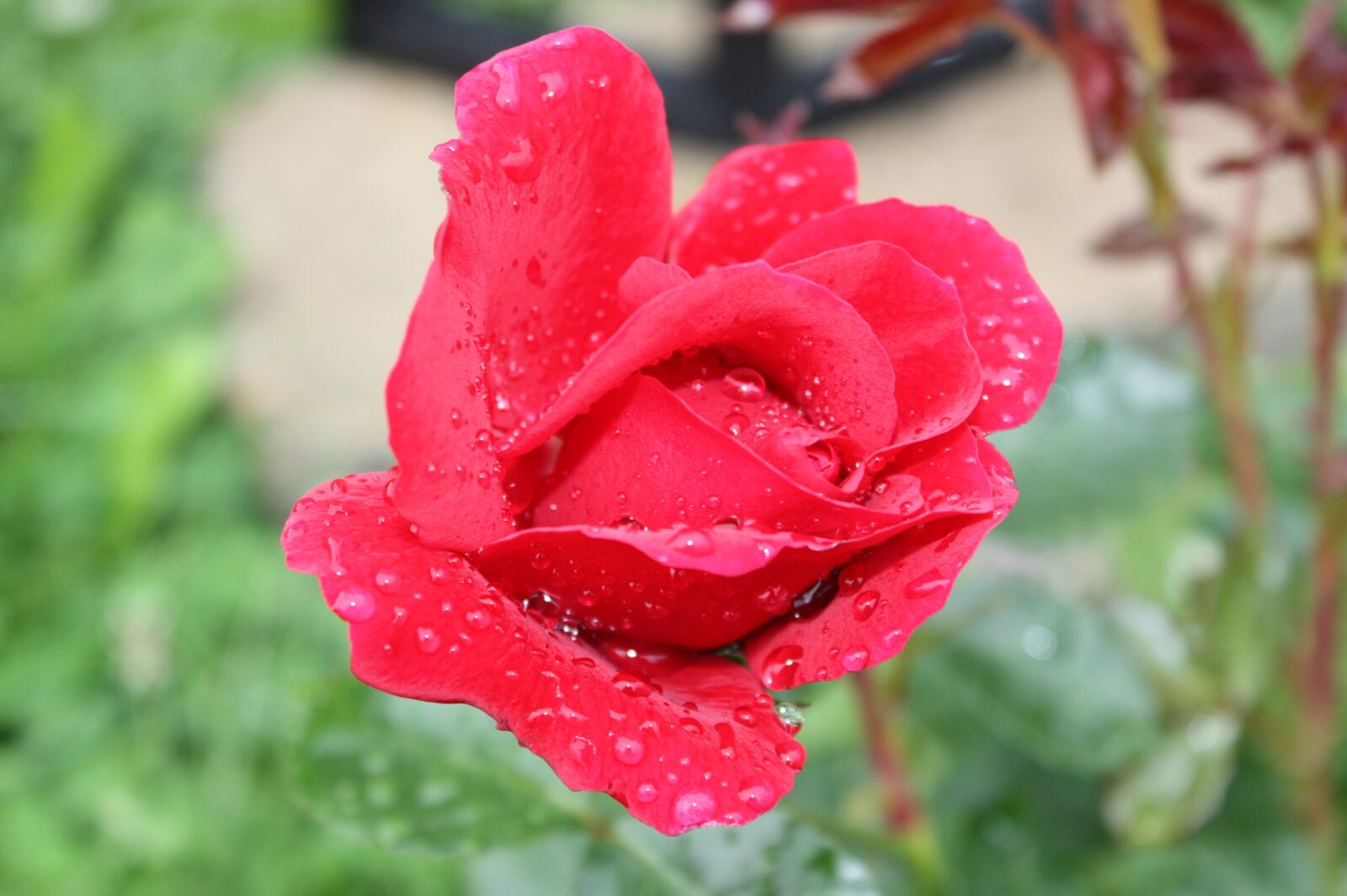 Canon EOS 450D (EOS Rebel XSi / EOS Kiss X2) sample photo. Rose, red, beautiful photography