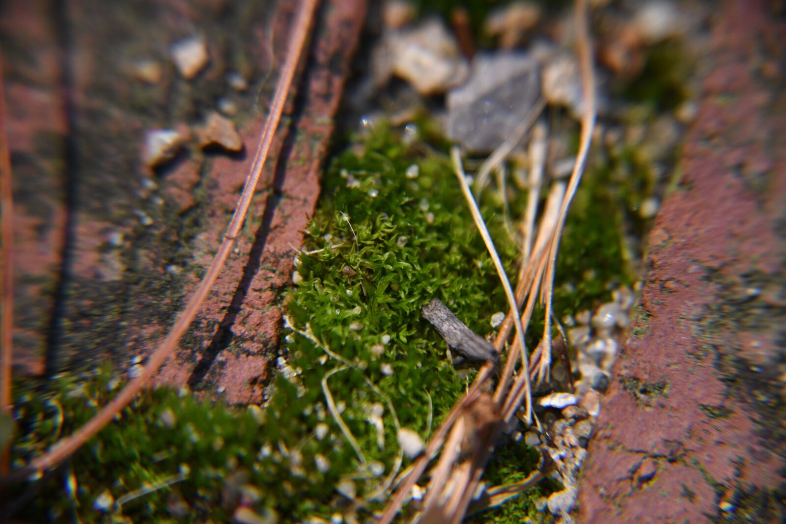 Nikon D850 sample photo. Macro, sand, moss photography
