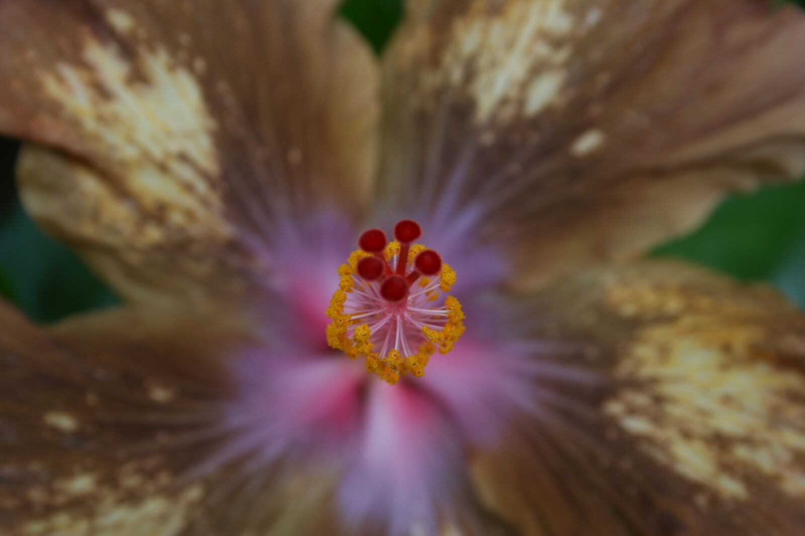 Canon EOS 350D (EOS Digital Rebel XT / EOS Kiss Digital N) sample photo. Hibiscus, flower, tropical photography