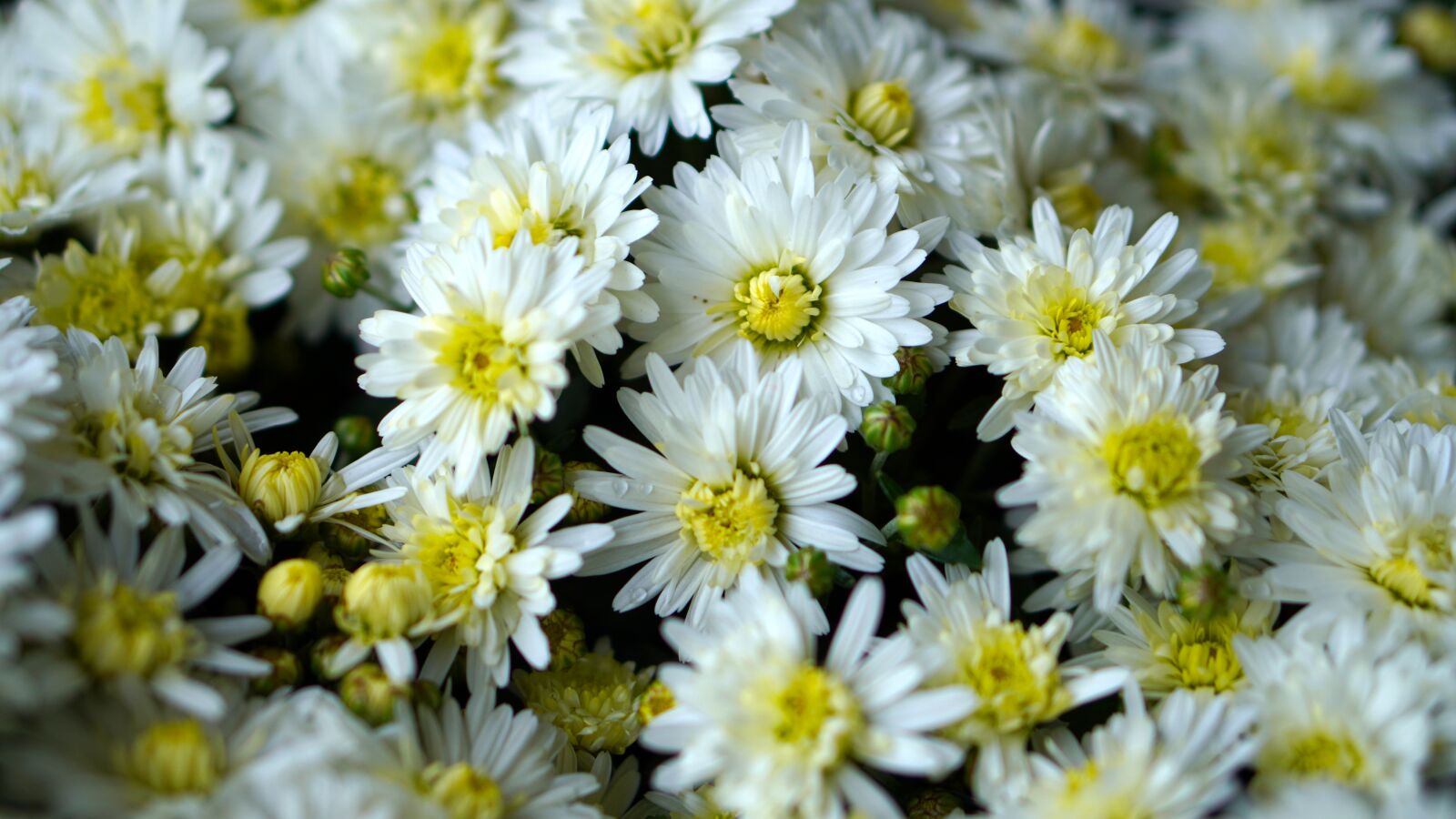 E 50mm F1.8 OSS sample photo. Chrysanthemums, blossom, bloom photography