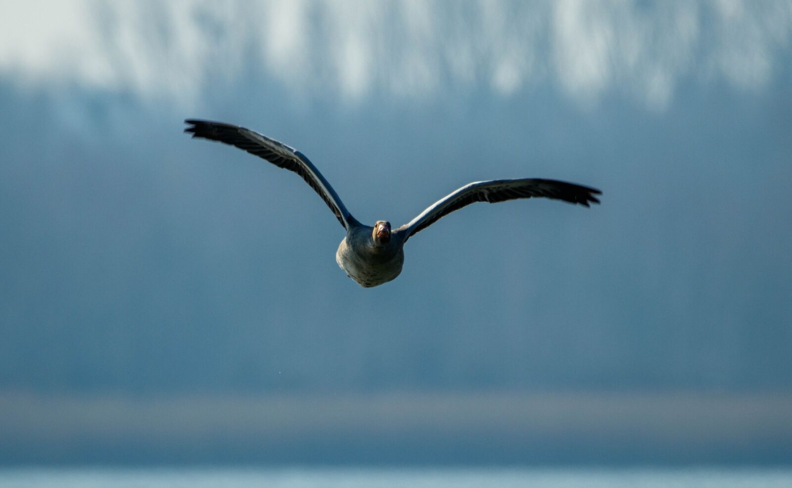150-600mm F5-6.3 DG OS HSM | Contemporary 015 sample photo. Wild goose, lake, water photography