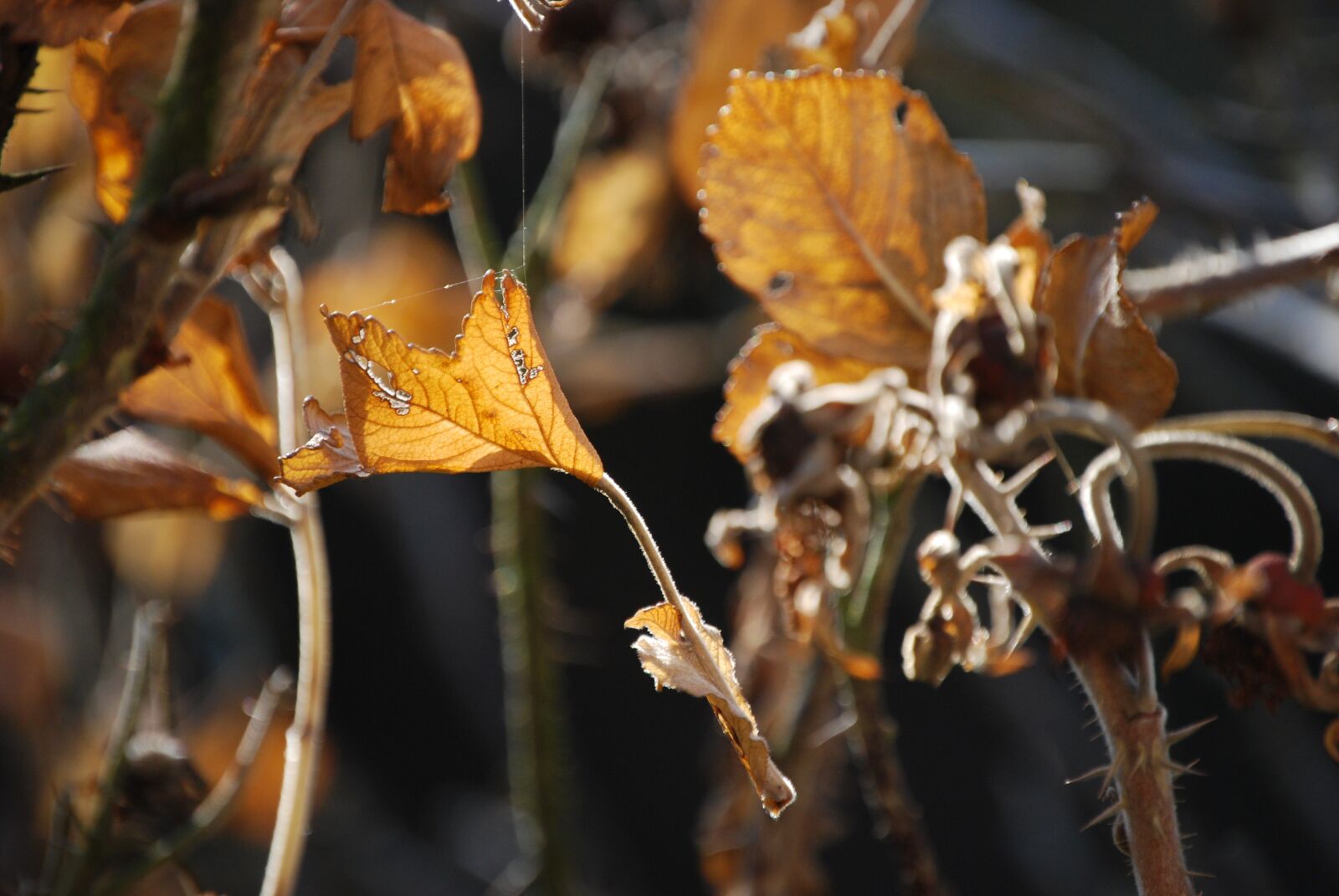 Nikon D40X sample photo. Herbstimpression, fall foliage, cobweb photography
