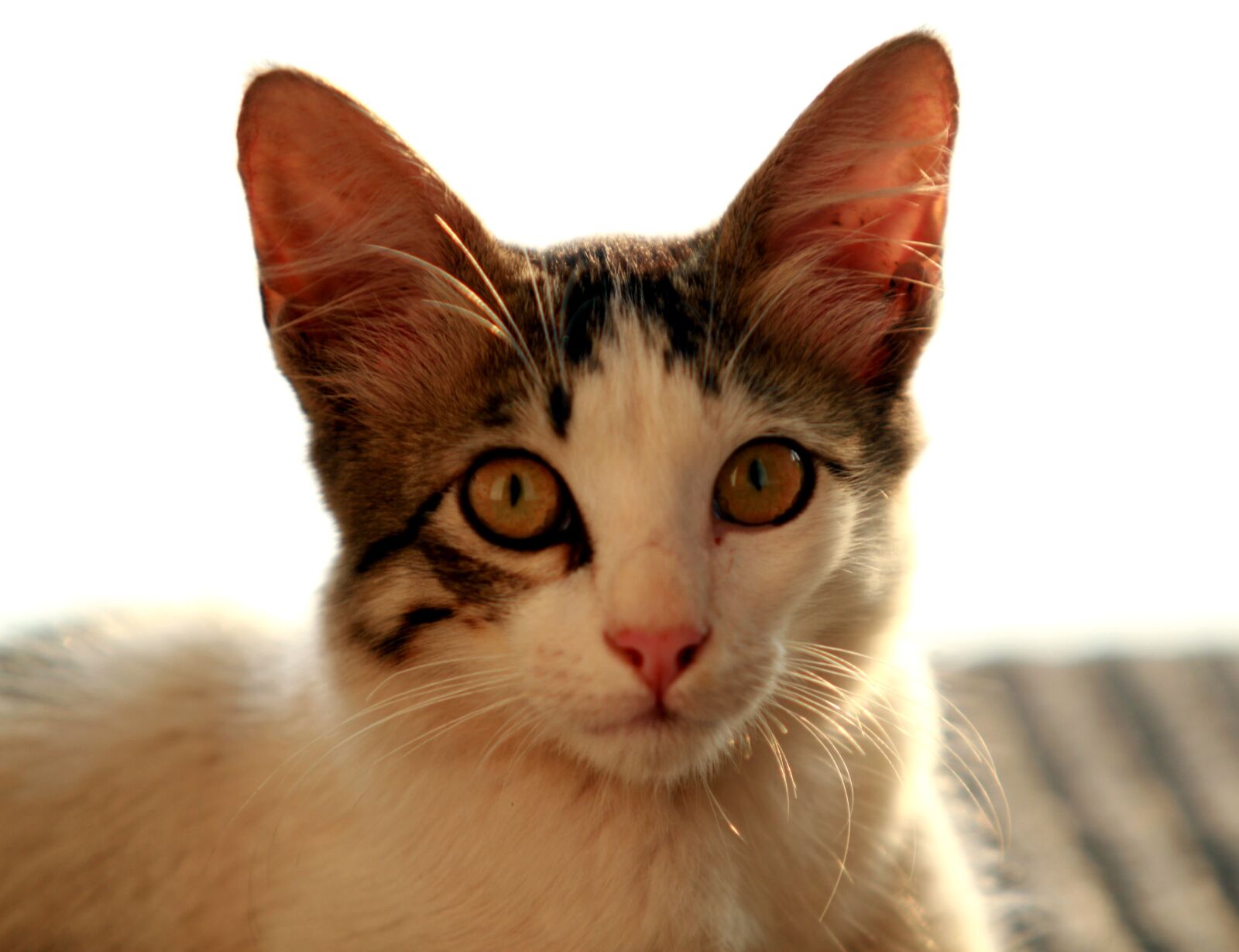 Canon EOS 7D sample photo. Cat, pet, feline photography
