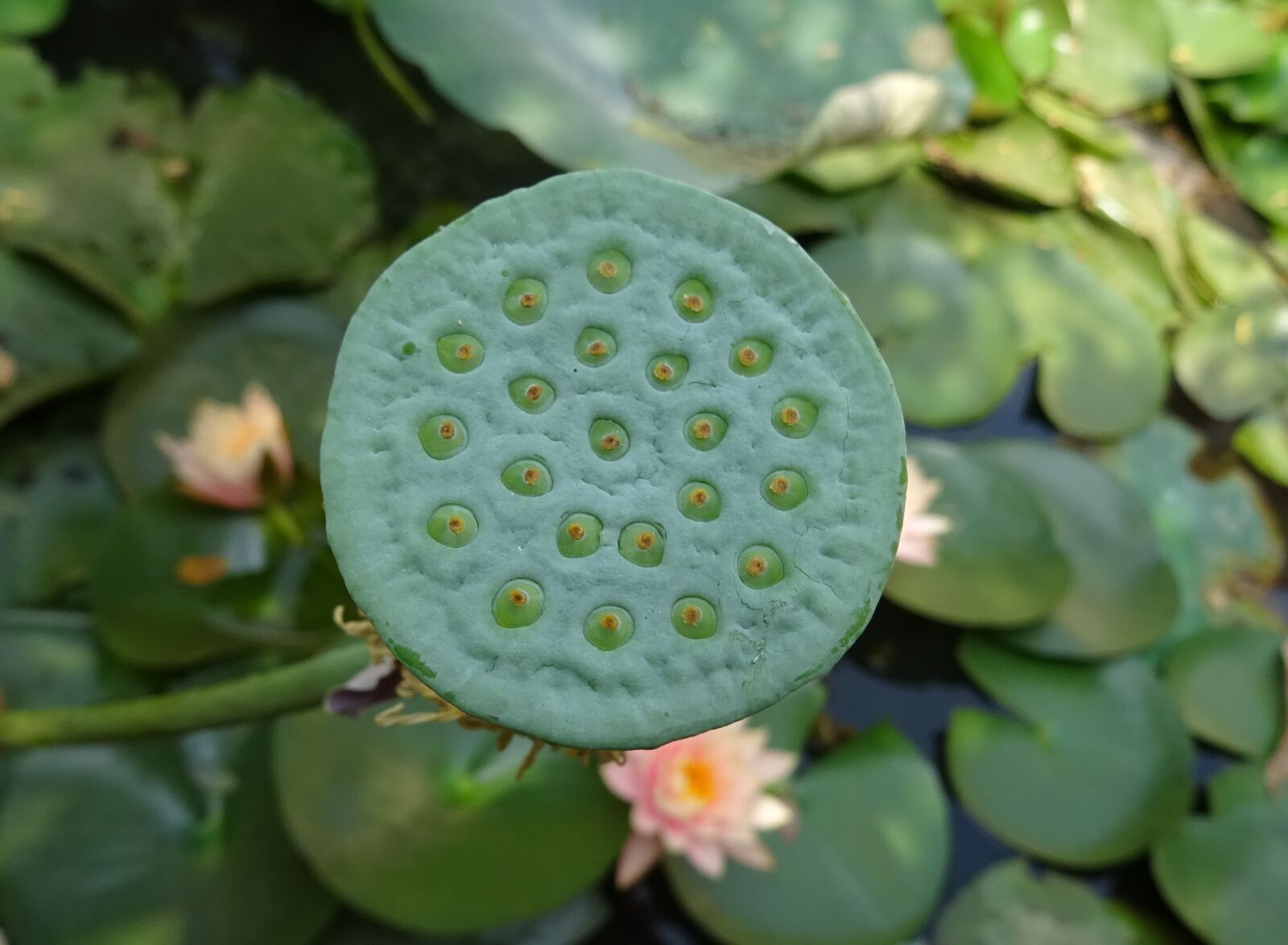 Sony DSC-HX60V sample photo. Pod, seed pod, nelumbo photography