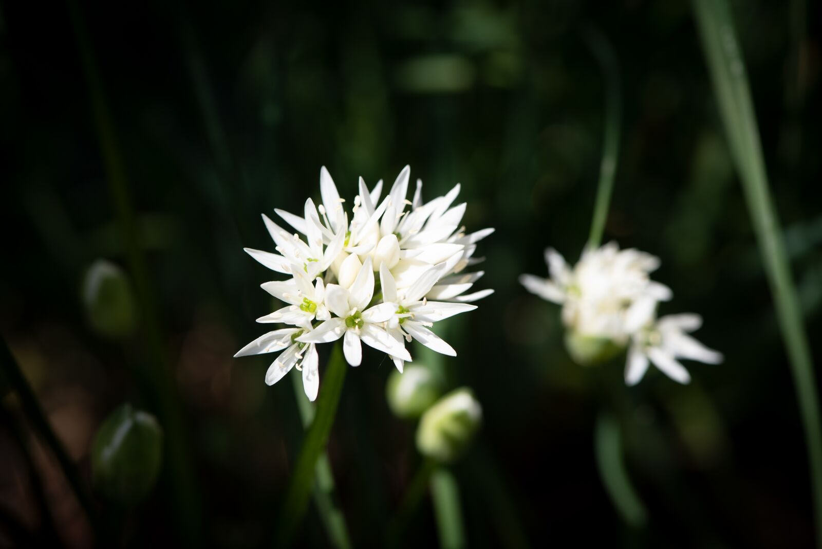 Nikon D750 sample photo. B rlauch bloom, blossom photography