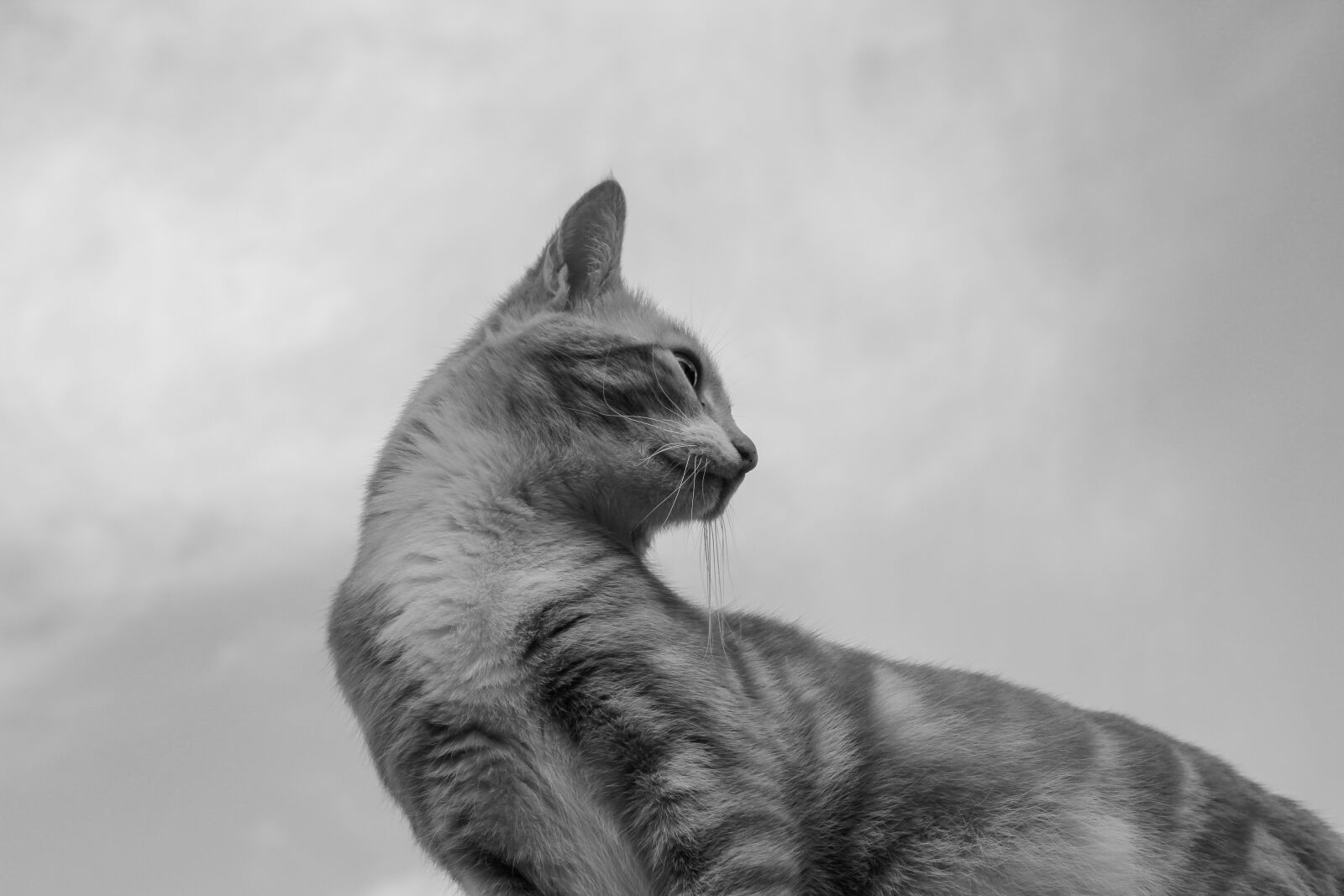Canon EOS 4000D (EOS Rebel T100 / EOS 3000D) sample photo. Cat, feline, pet photography