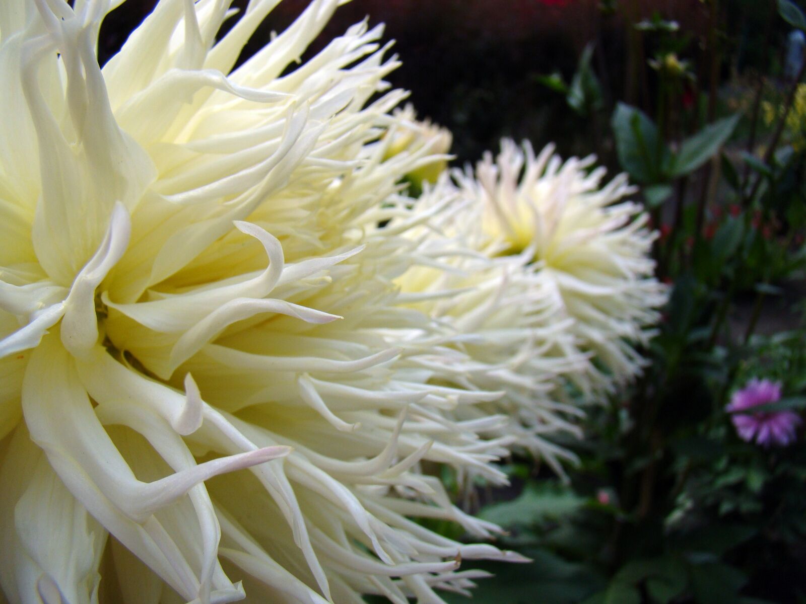 Sony Cyber-shot DSC-H50 sample photo. Flower, white world, exotic photography