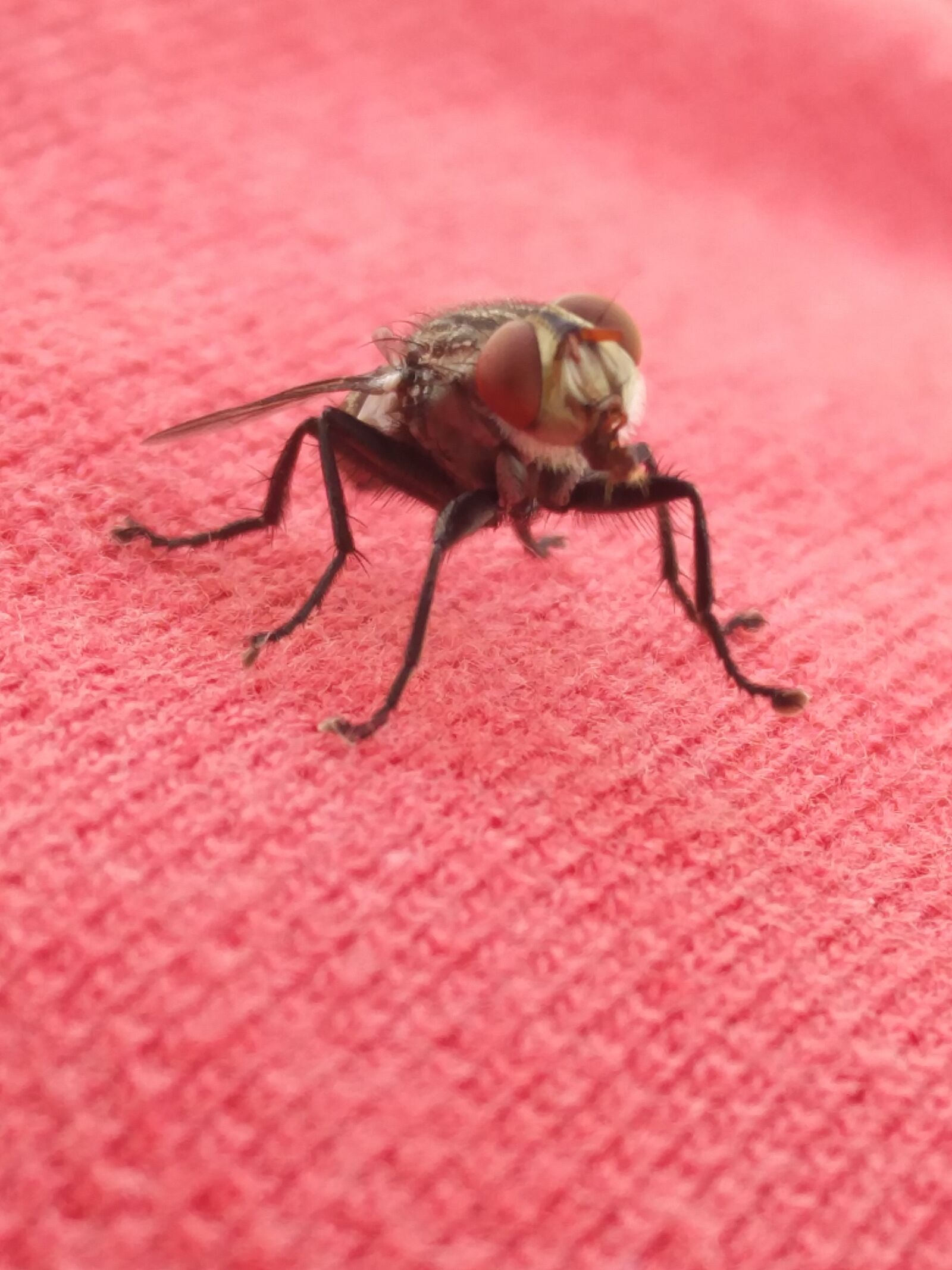 OnePlus 2 sample photo. Insect, nature, animal photography