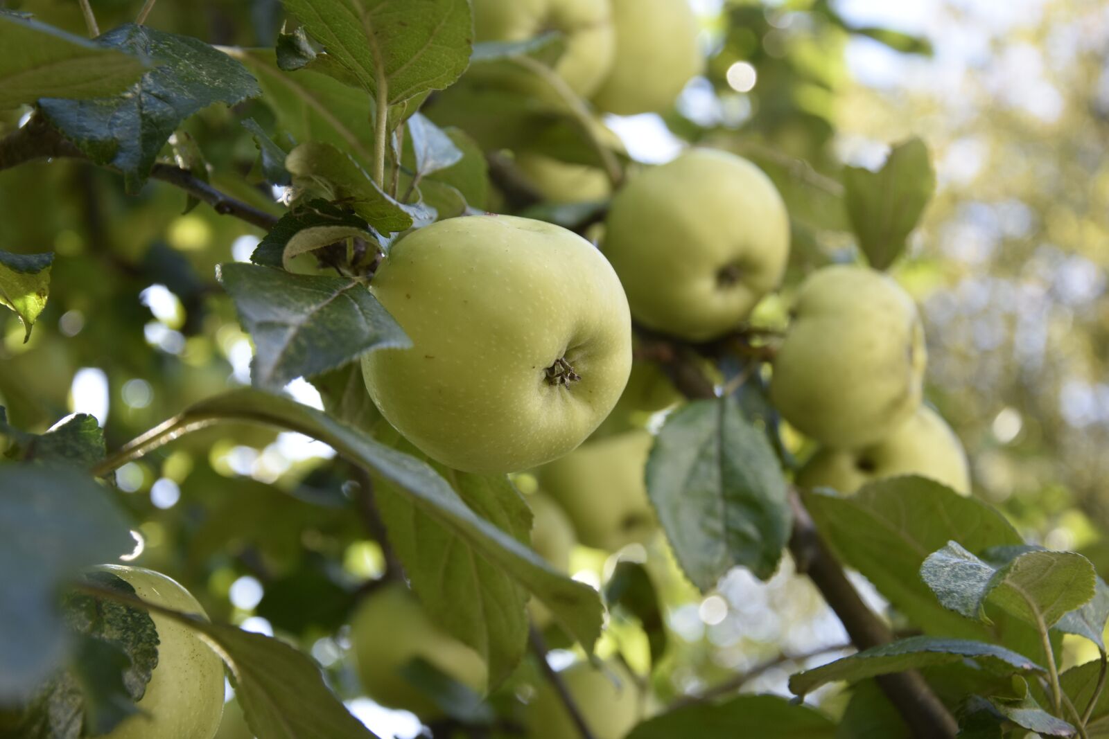 Nikon D3400 sample photo. Apple, harvest, fruit photography