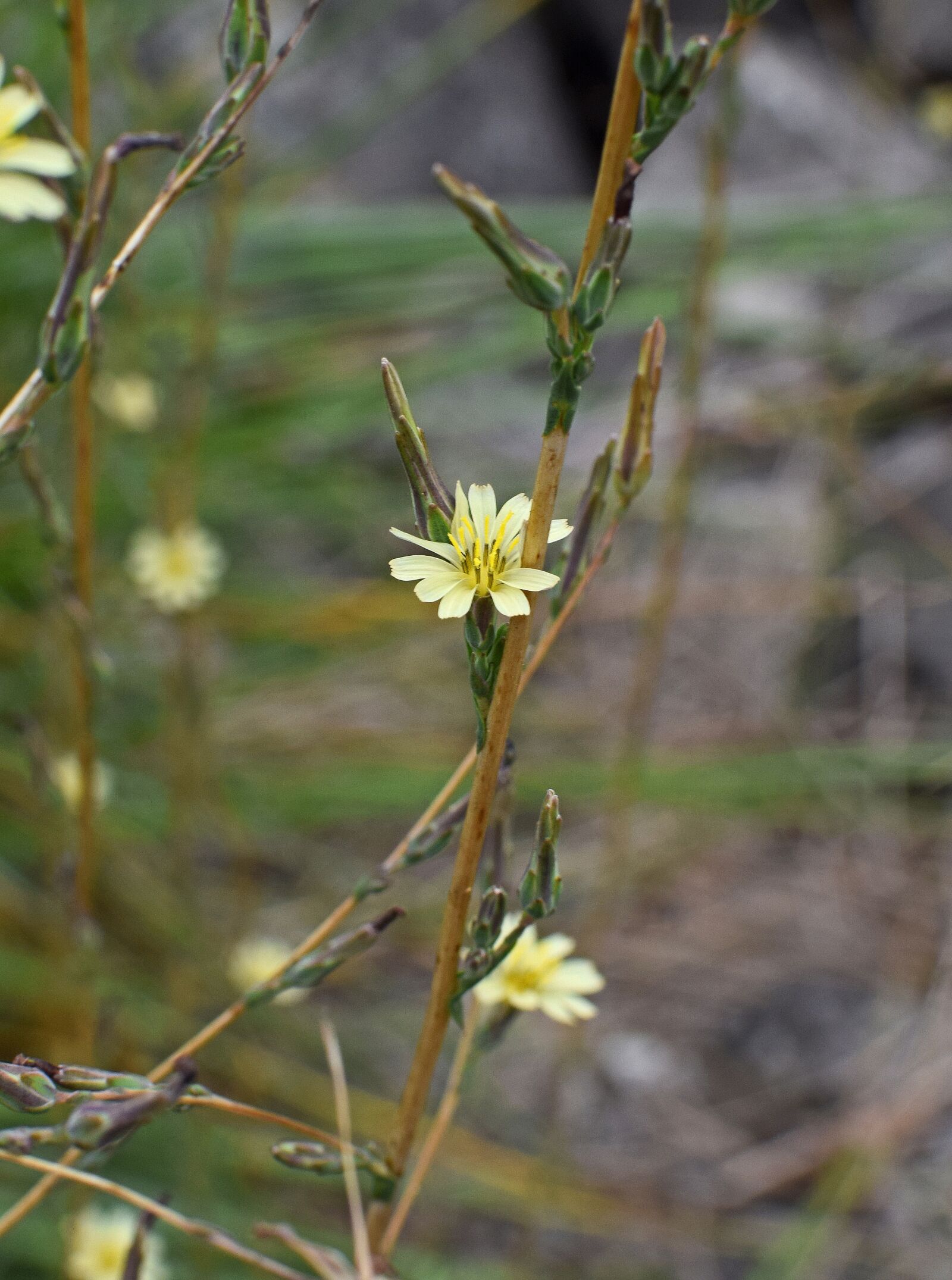 Nikon D3300 sample photo. Autumn hawkbit, flower, blossom photography