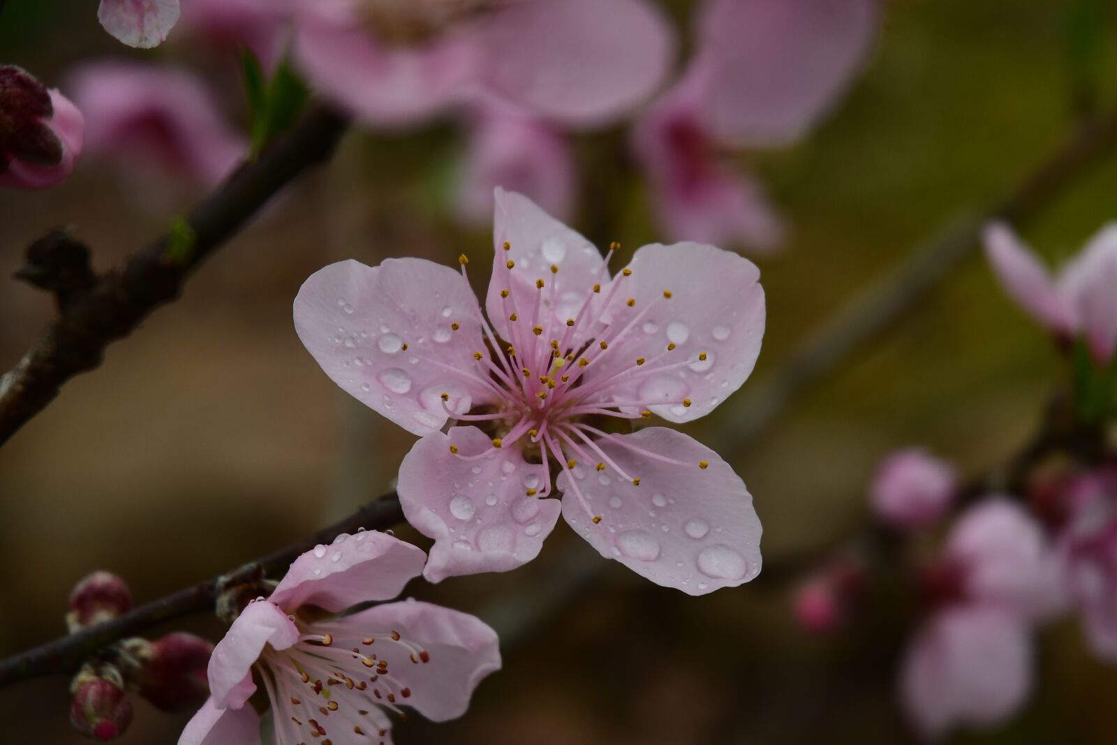 Nikon D7500 sample photo. Peach blossom, dewdrops, bloom photography