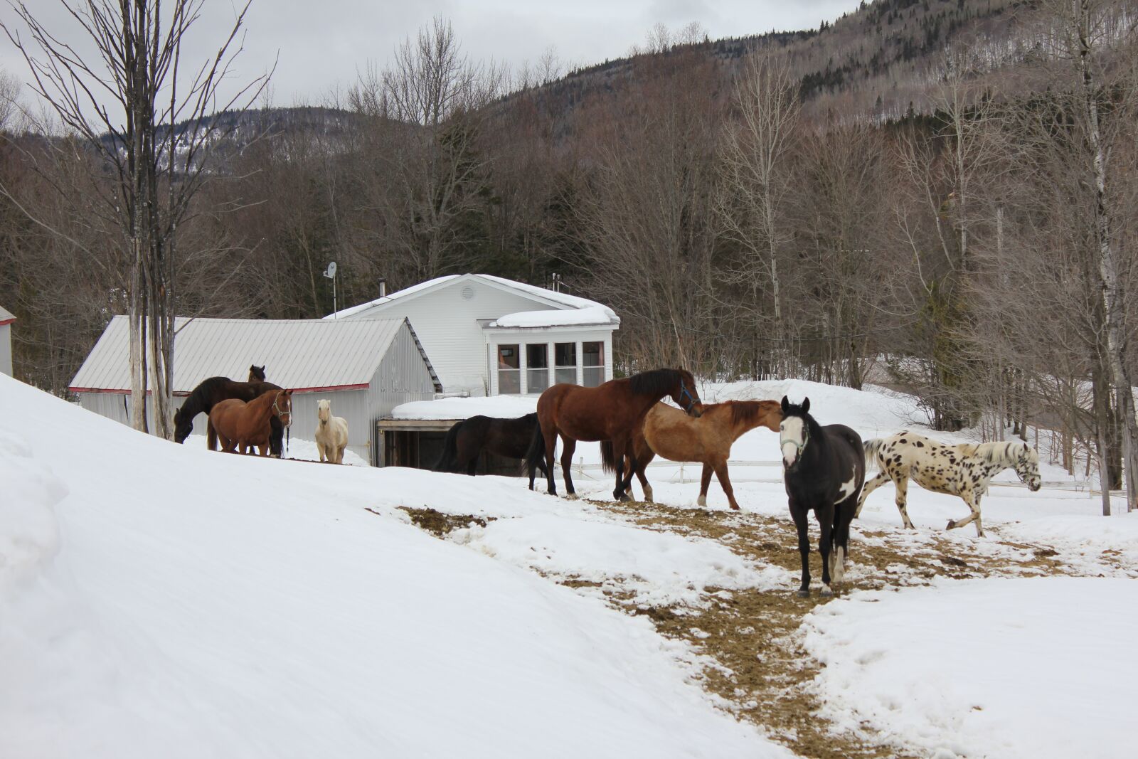 Canon EOS 550D (EOS Rebel T2i / EOS Kiss X4) sample photo. Horses, field, stable photography