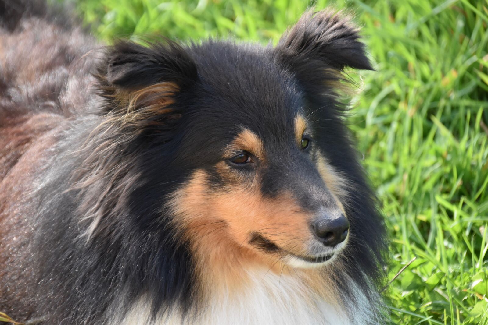 Nikon D5600 sample photo. Dog, dog shetland sheepdog photography