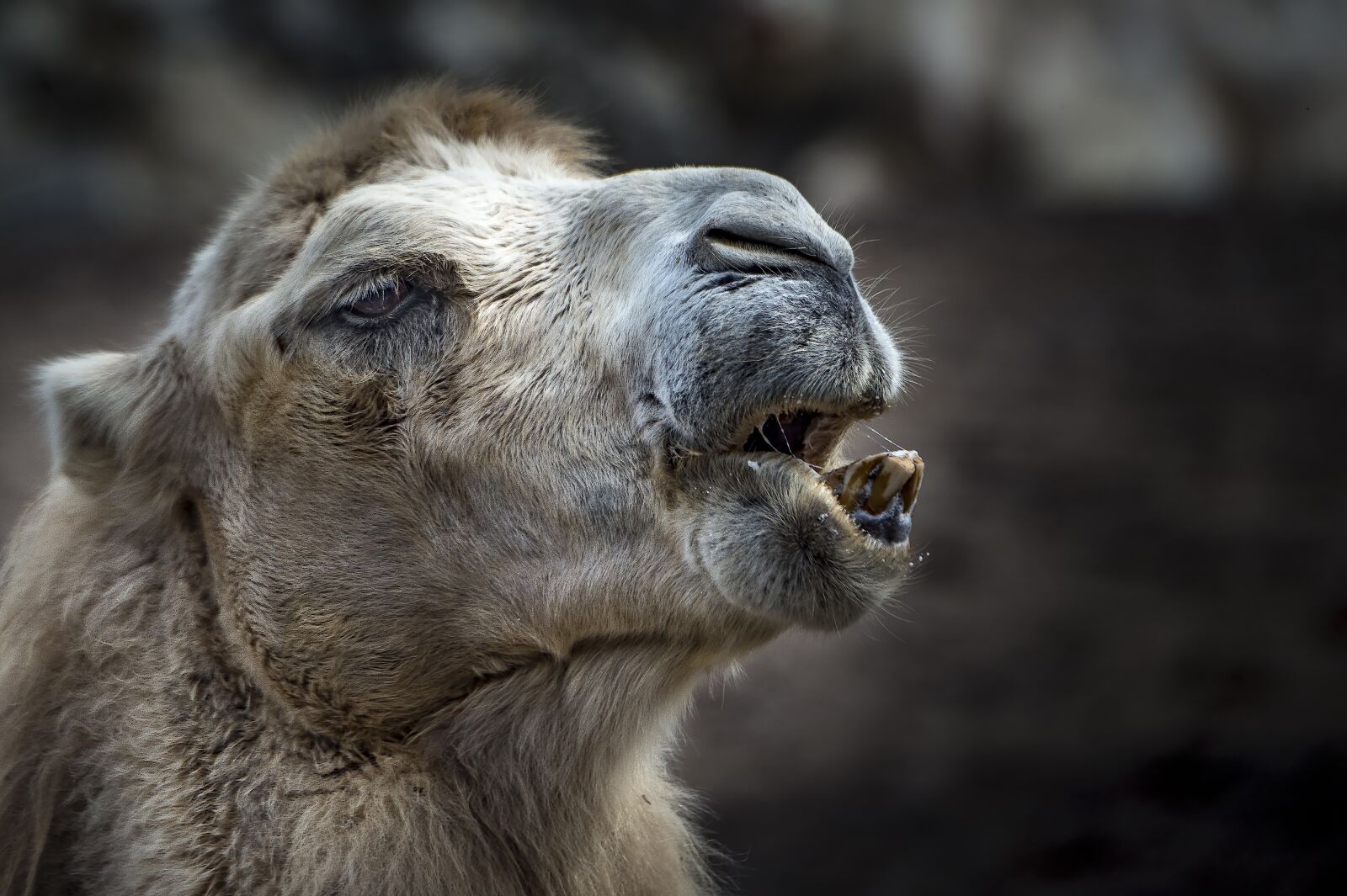 Nikon D4S sample photo. Camel, animal, tooth photography