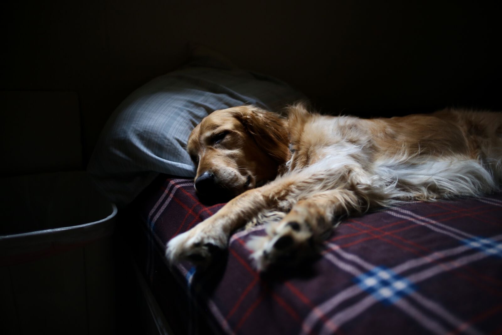 Canon EF 35mm F2 sample photo. Adorable, animal, bed photography