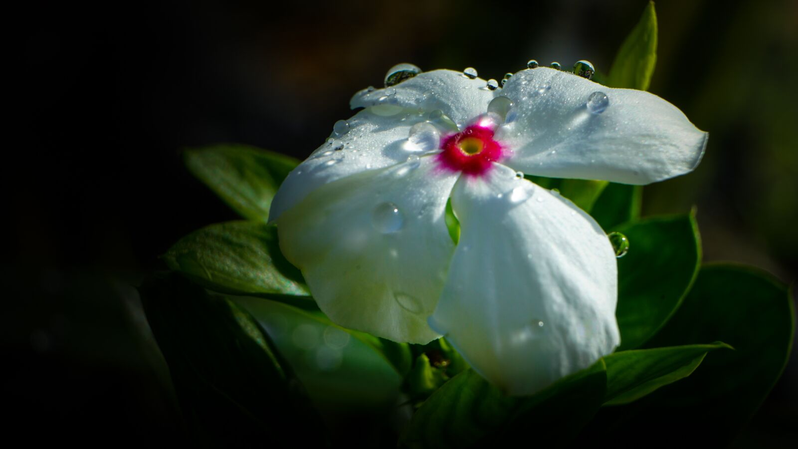 Sony FE 28-70mm F3.5-5.6 OSS sample photo. Flower, white, white flowers photography