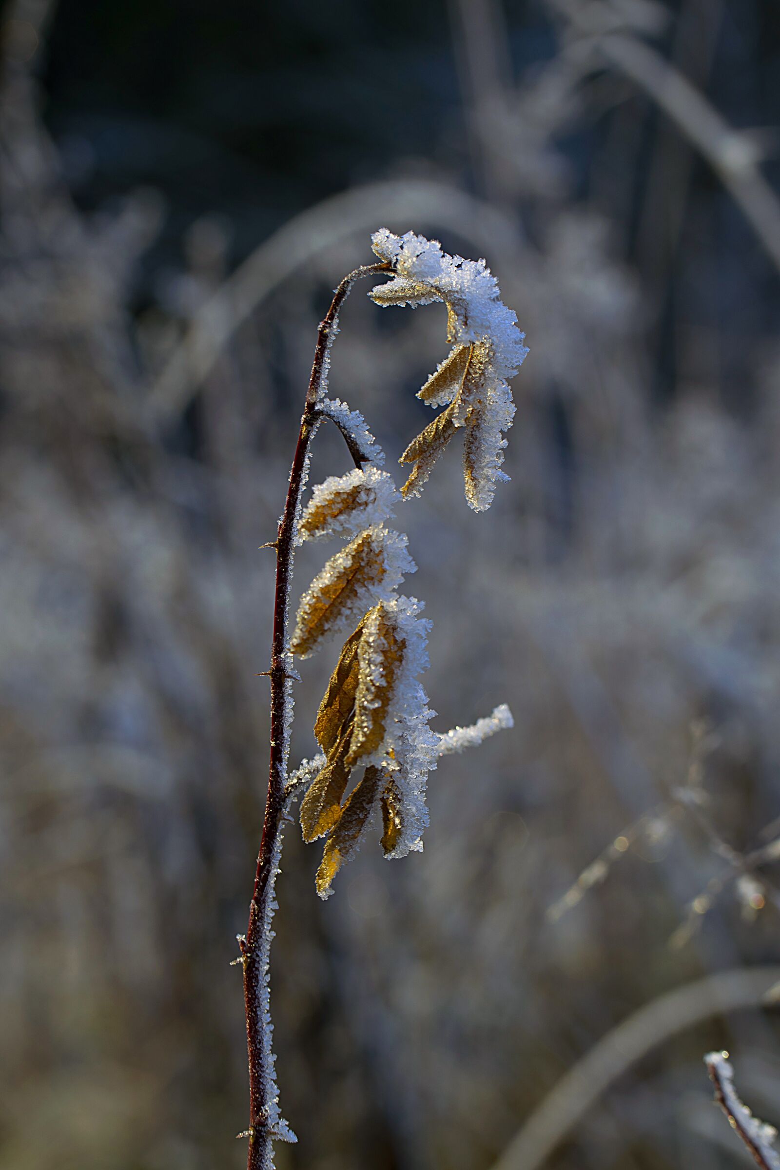 Nikon D3300 sample photo. Jäätynty, nature, winter photography
