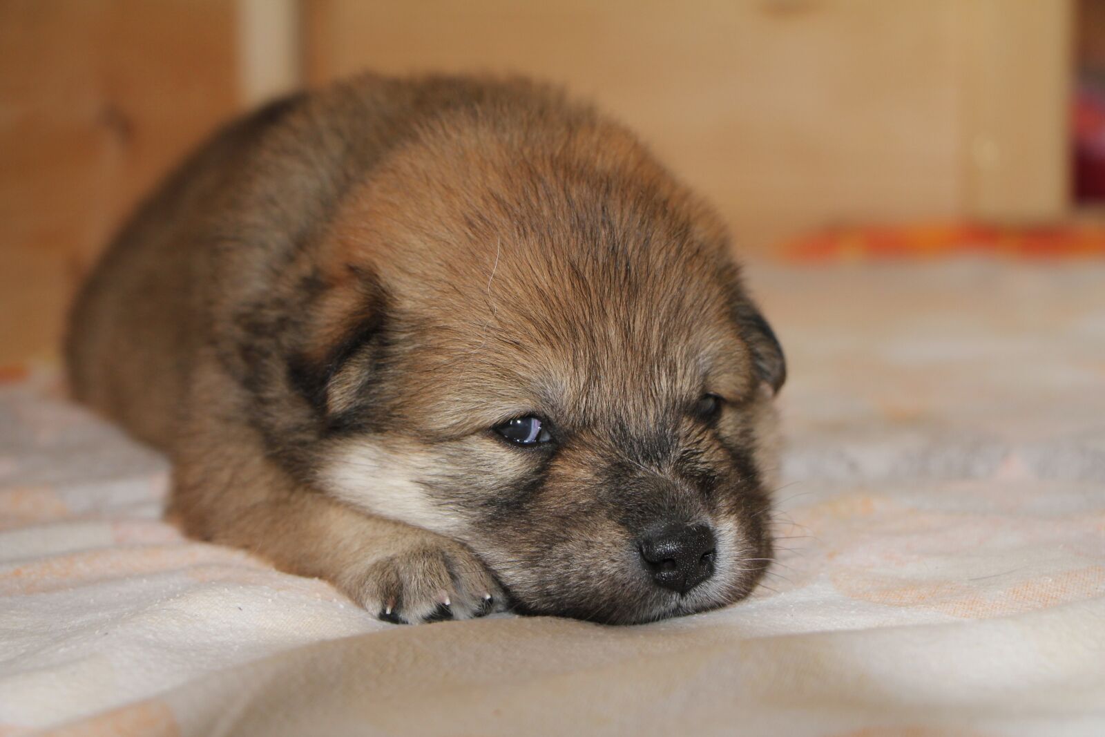 Canon EOS 550D (EOS Rebel T2i / EOS Kiss X4) sample photo. Puppy, eurasians, dog photography