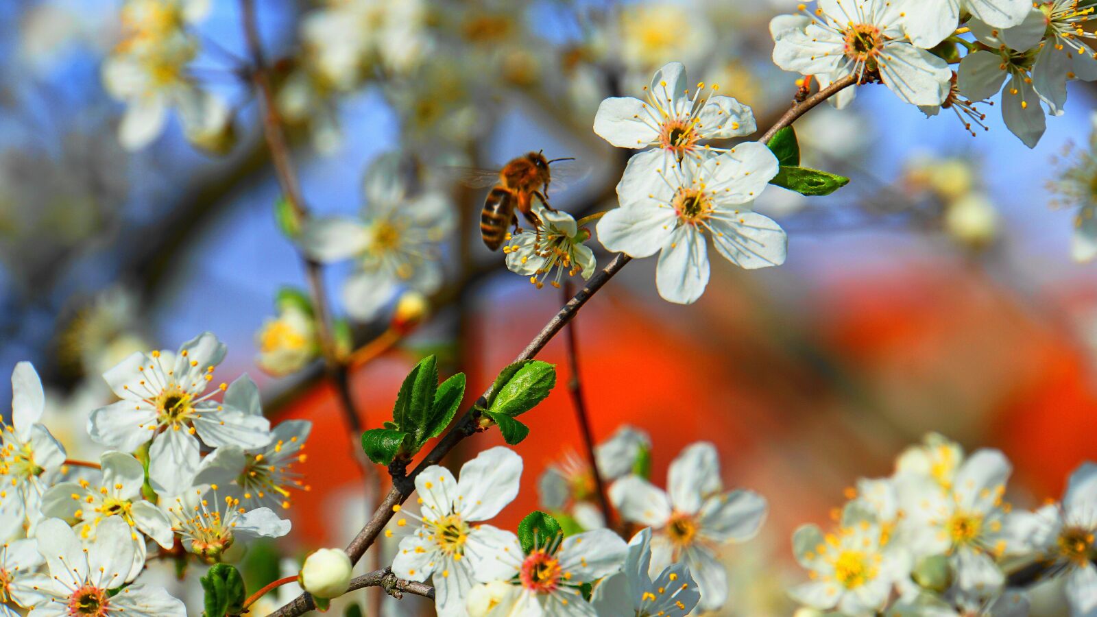 Sony E 18-200mm F3.5-6.3 OSS LE sample photo. Honey bee, bee, honey photography