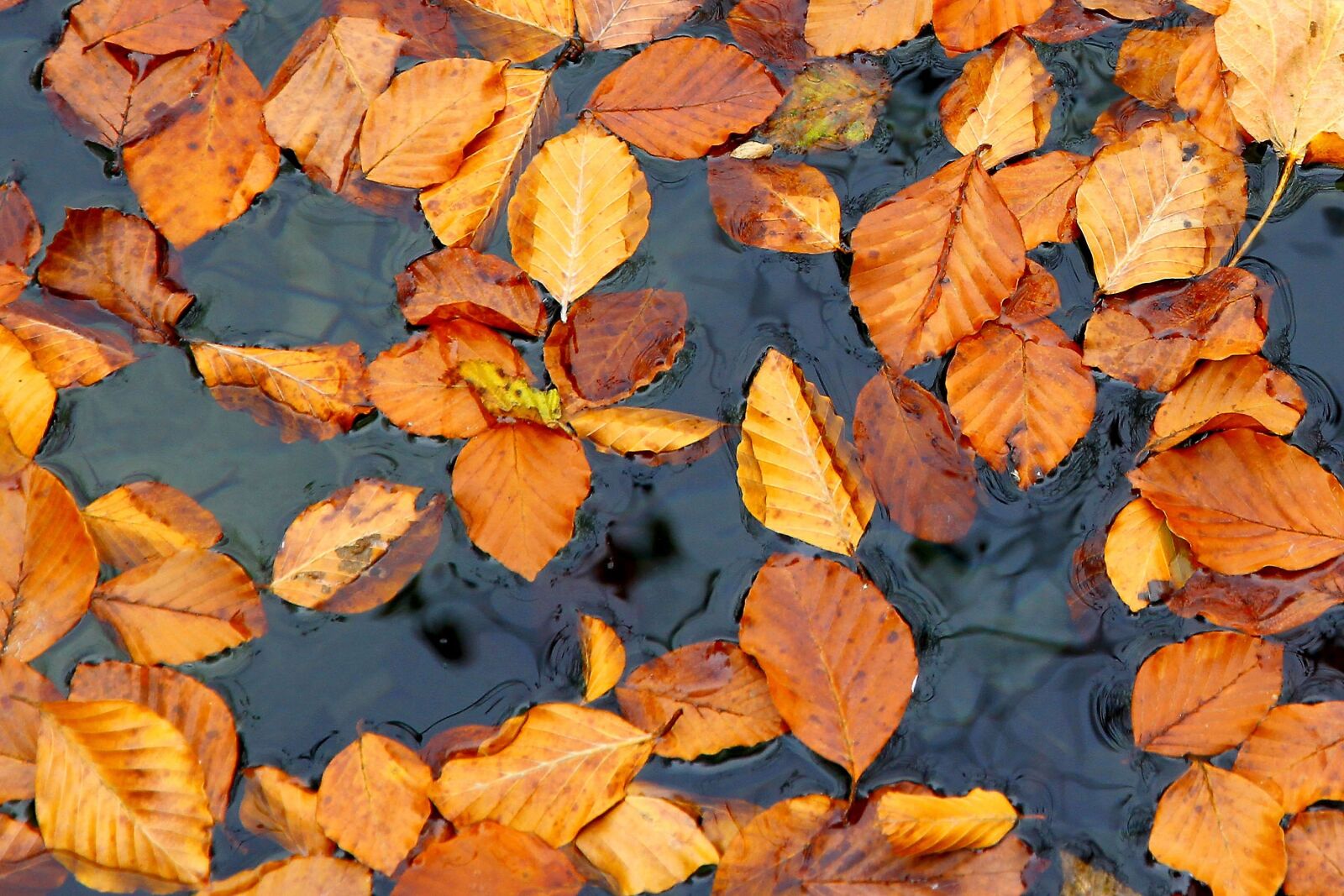 Canon EOS 7D sample photo. Autumn, tree, leaves photography